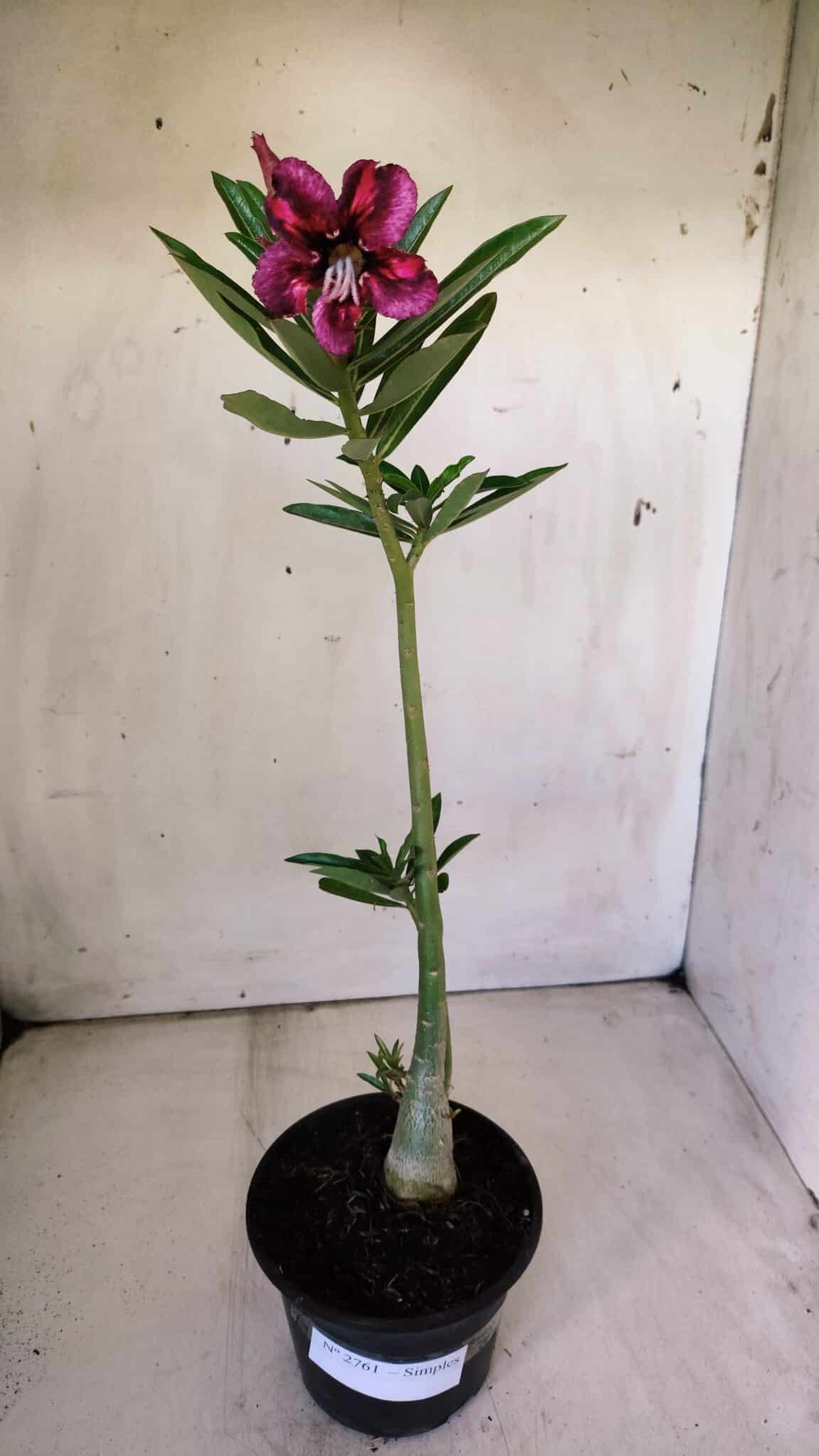 Planta Simples 2761 – 30cm – 02 anos