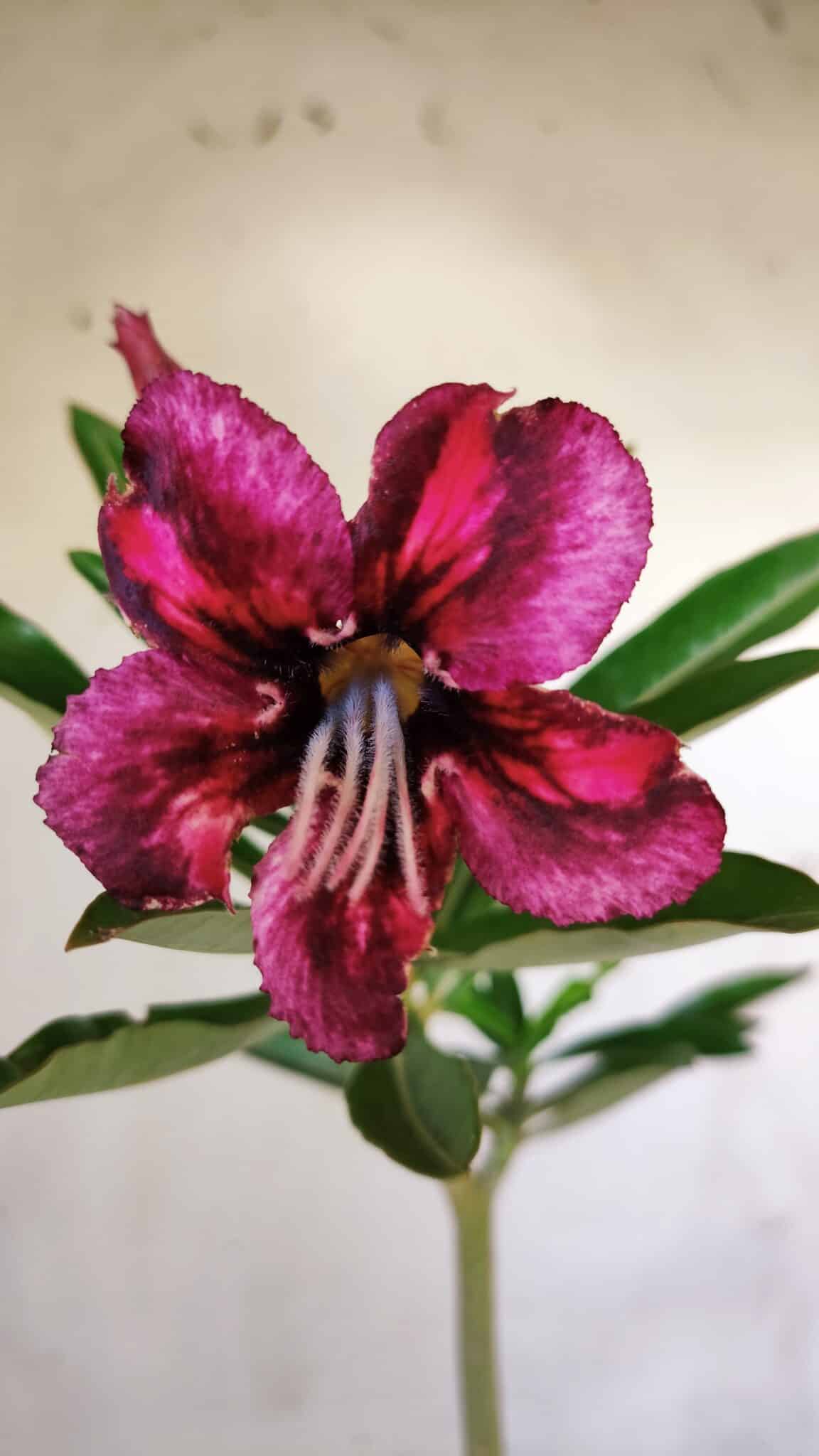 Planta Simples 2761 – 30cm – 02 anos