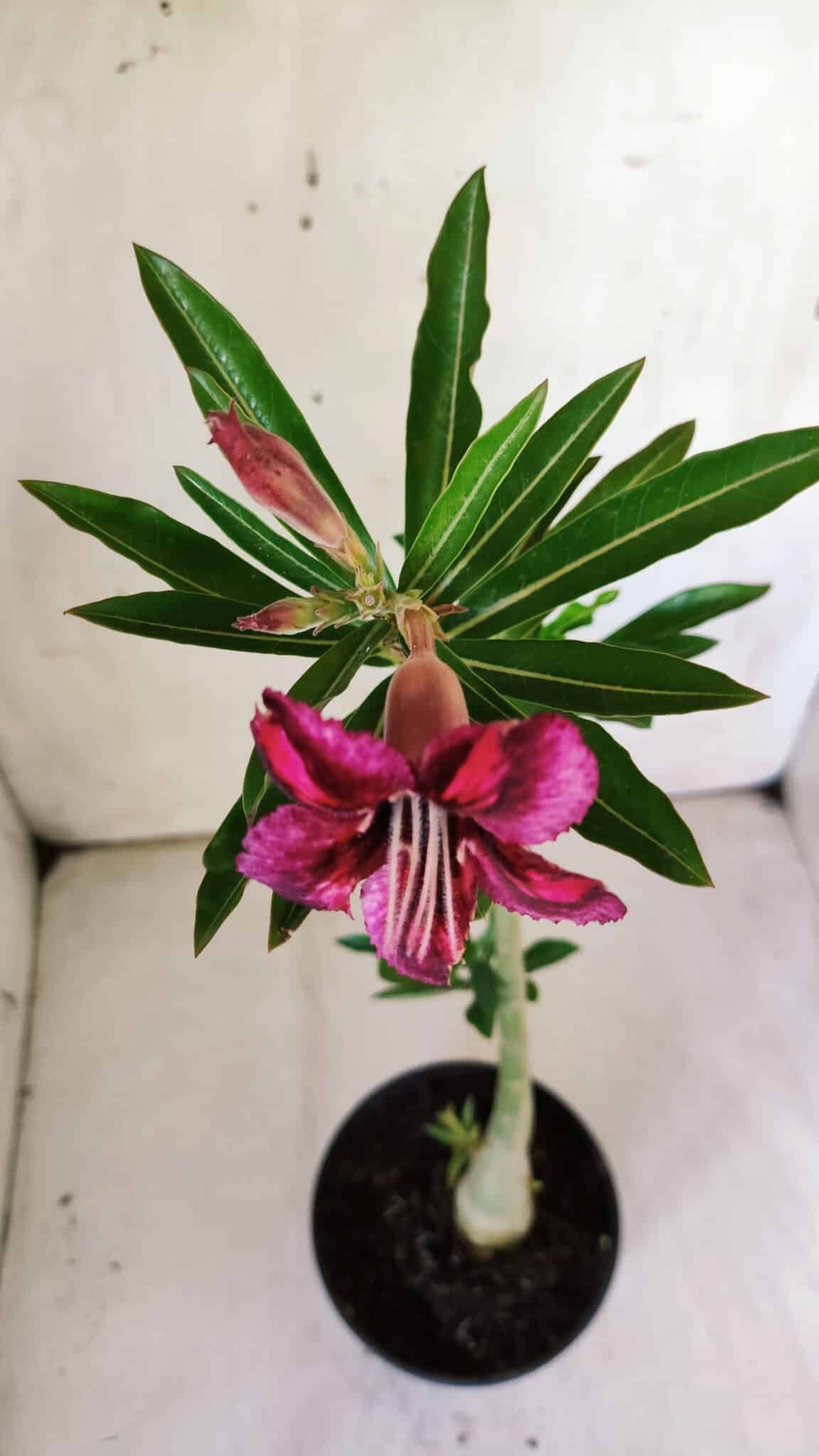Planta Simples 2761 – 30cm – 02 anos