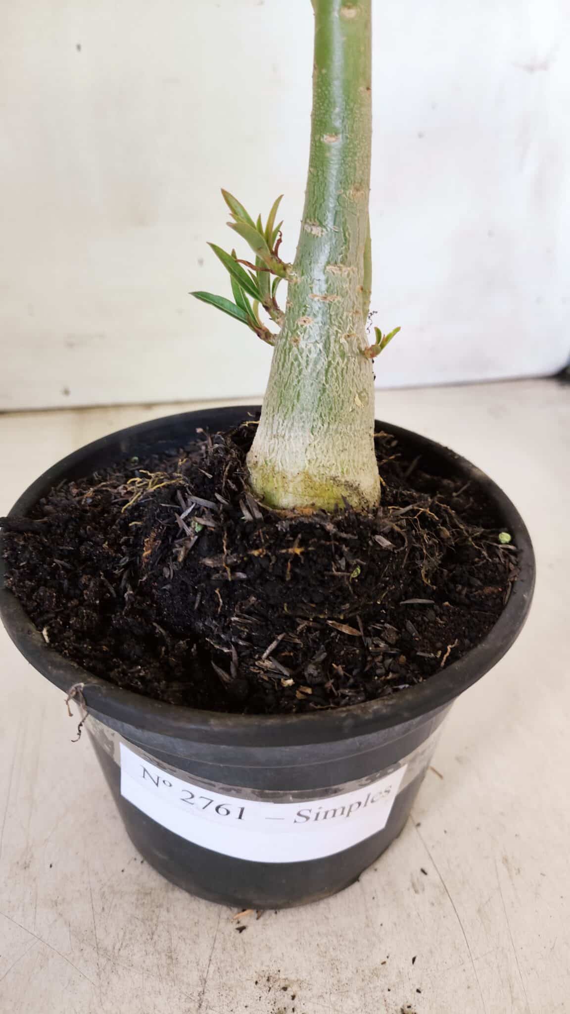 Planta Simples 2761 – 30cm – 02 anos
