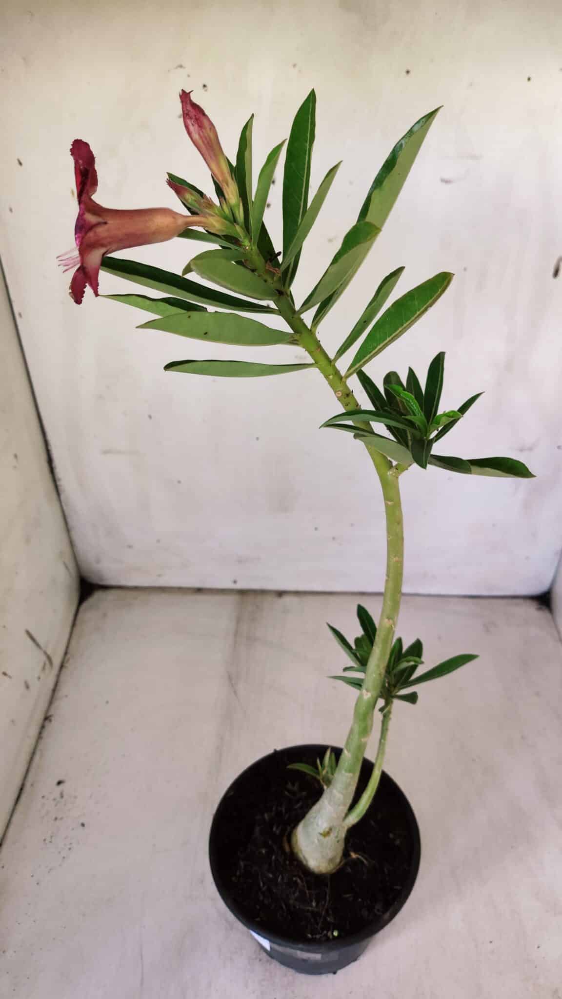 Planta Simples 2761 – 30cm – 02 anos