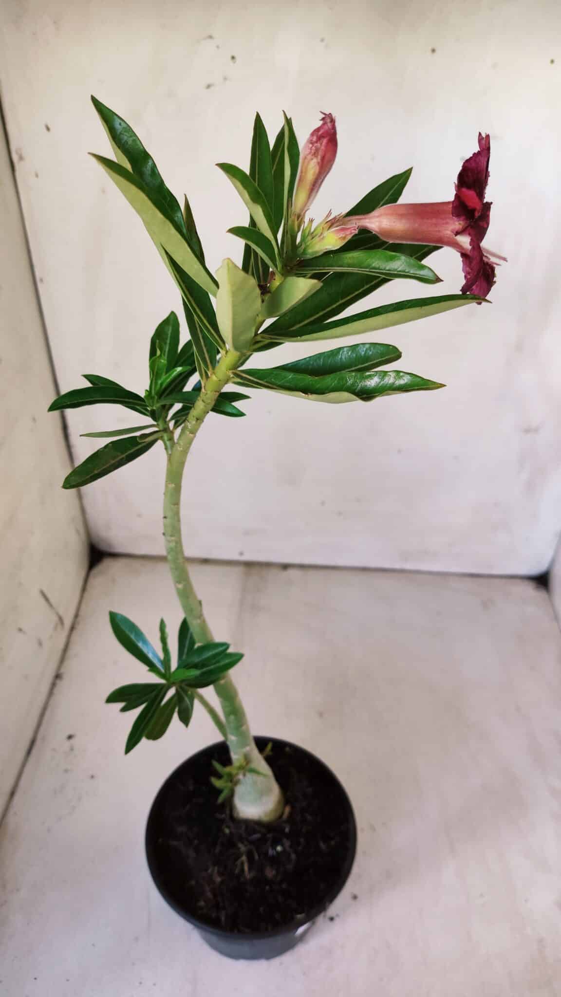 Planta Simples 2761 – 30cm – 02 anos
