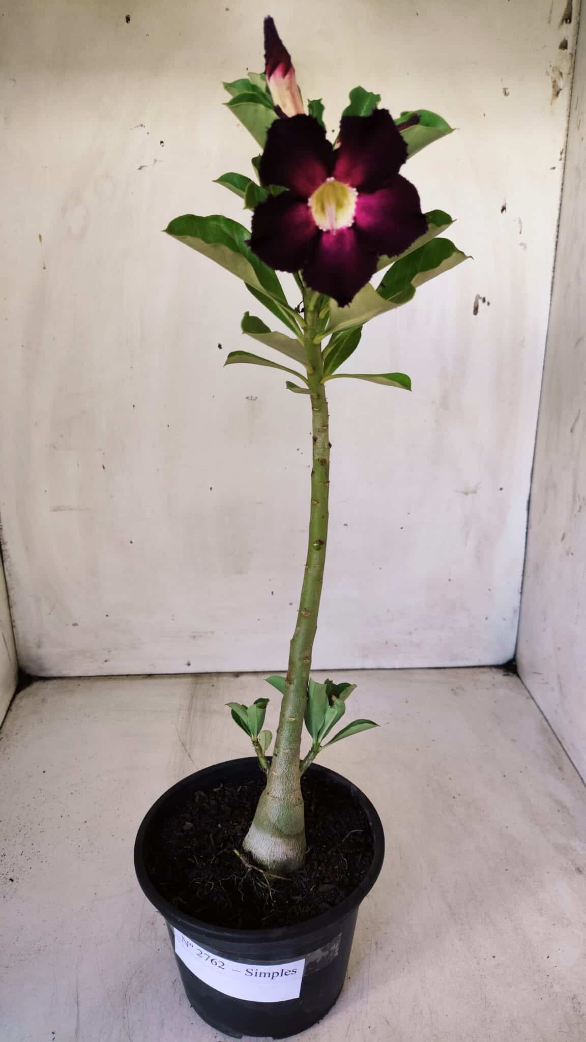 Planta Simples 2762 – 30cm – 02 anos