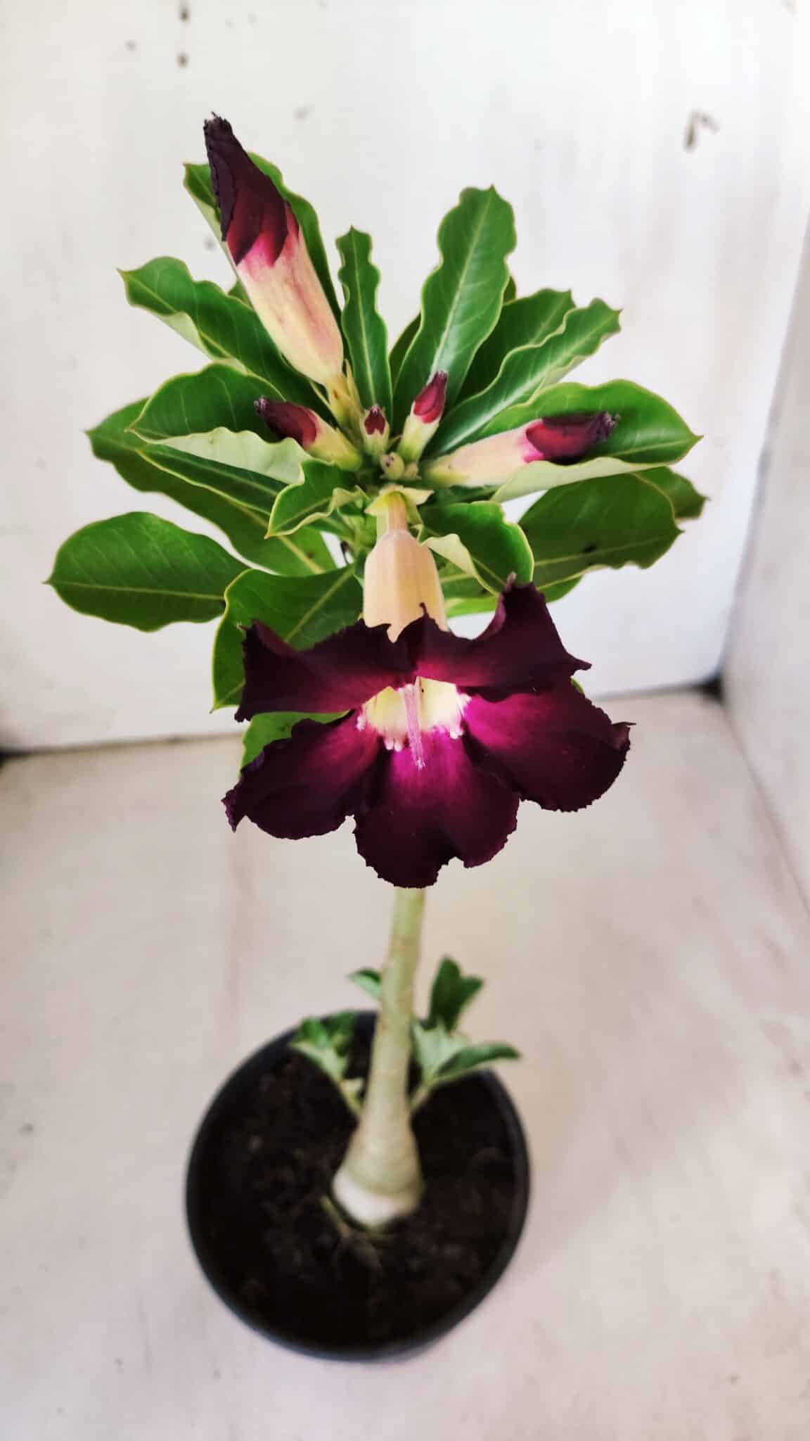 Planta Simples 2762 – 30cm – 02 anos