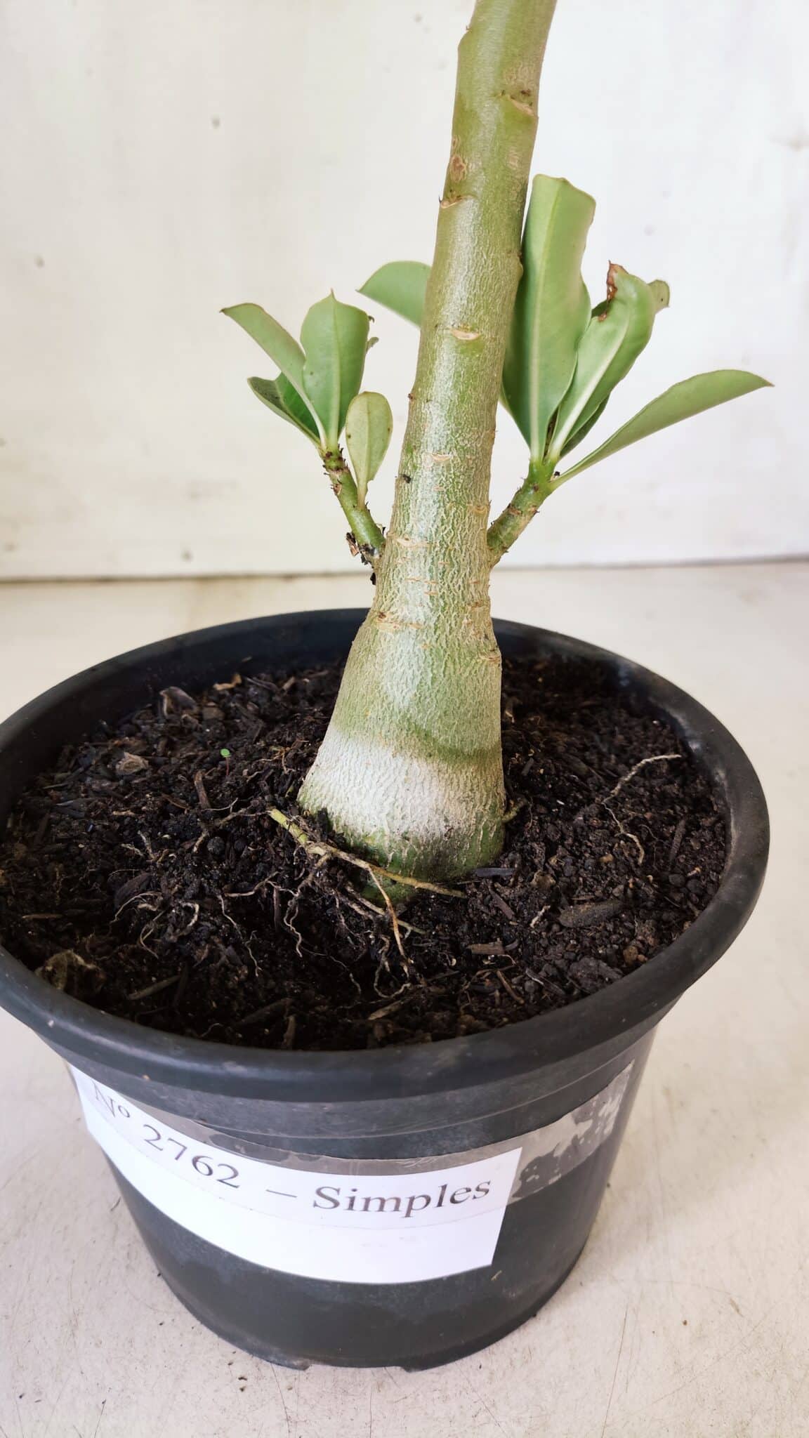 Planta Simples 2762 – 30cm – 02 anos