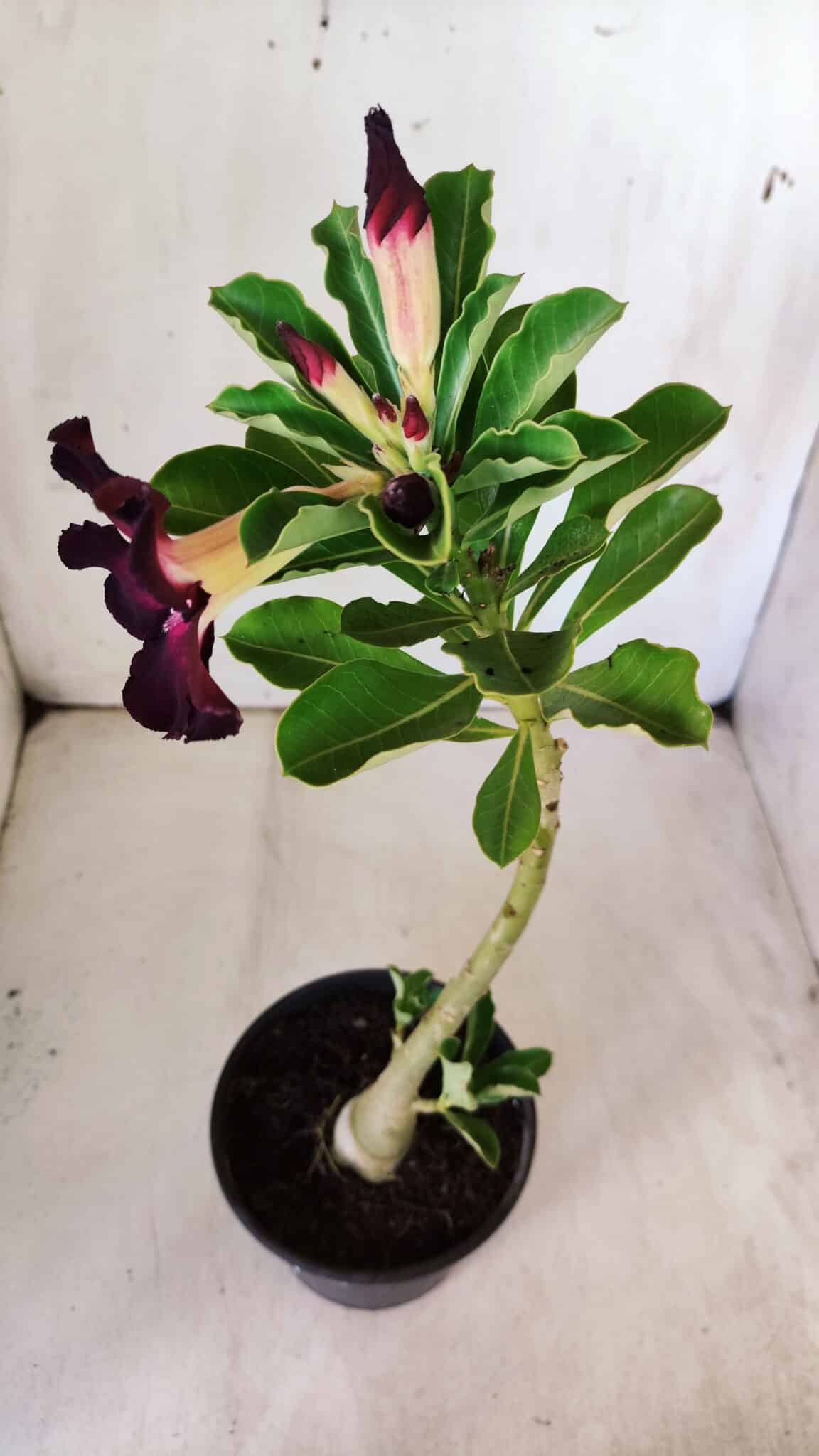 Planta Simples 2762 – 30cm – 02 anos