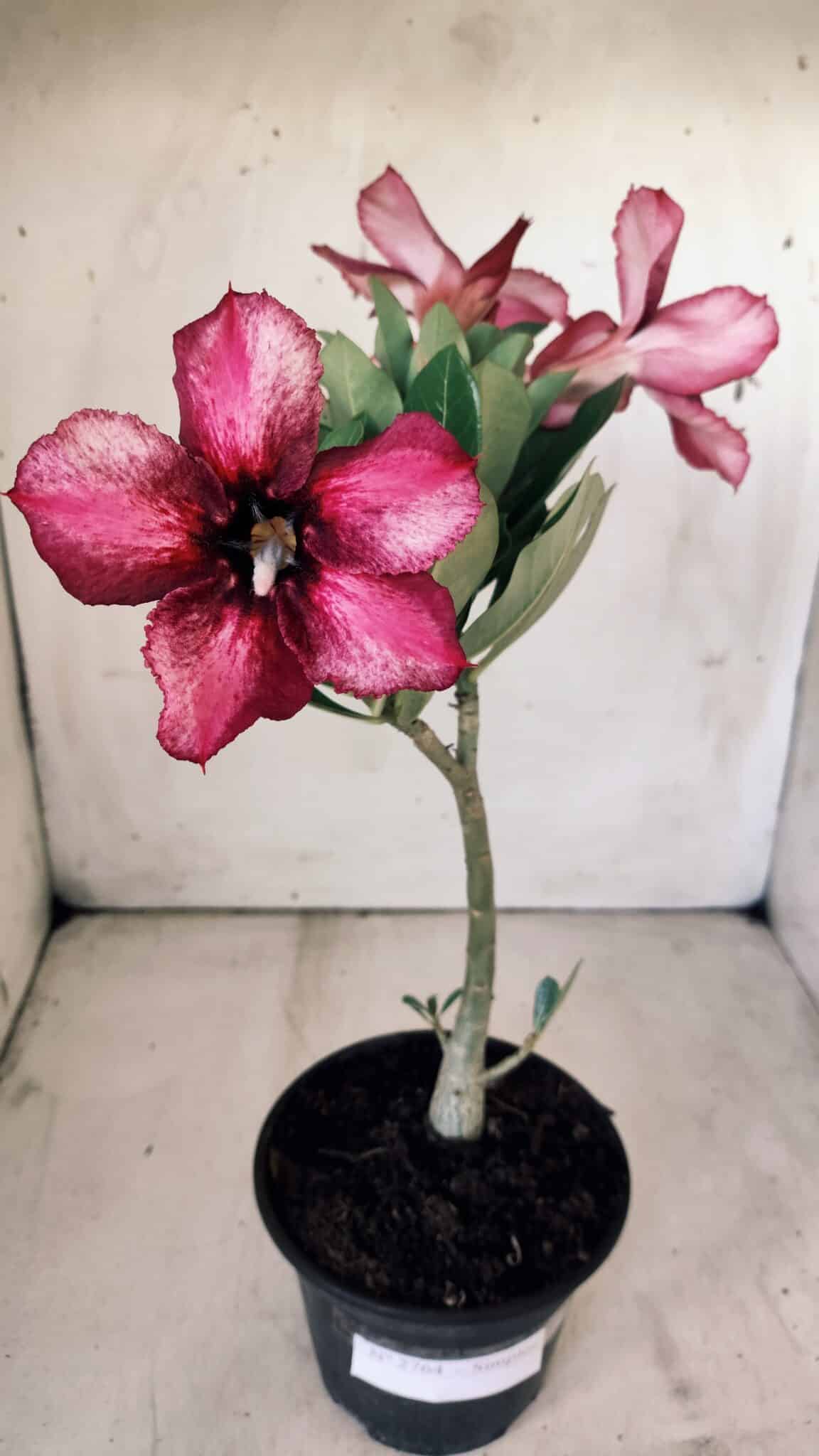 Planta Simples 2764 – 30cm – 02 anos