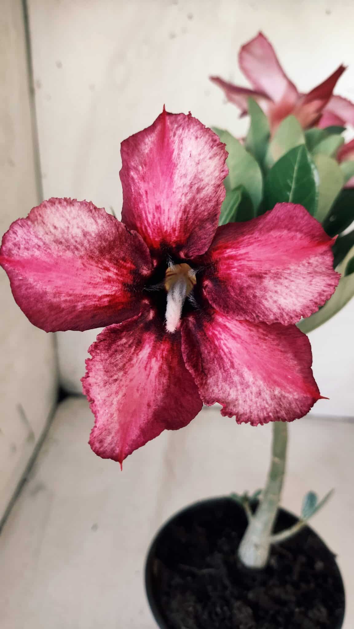 Planta Simples 2764 – 30cm – 02 anos