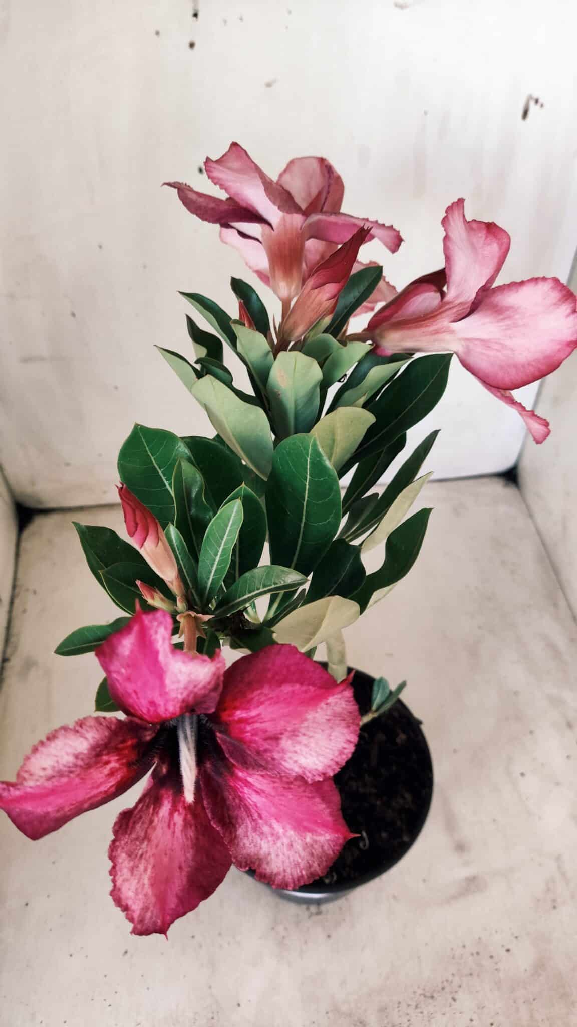 Planta Simples 2764 – 30cm – 02 anos