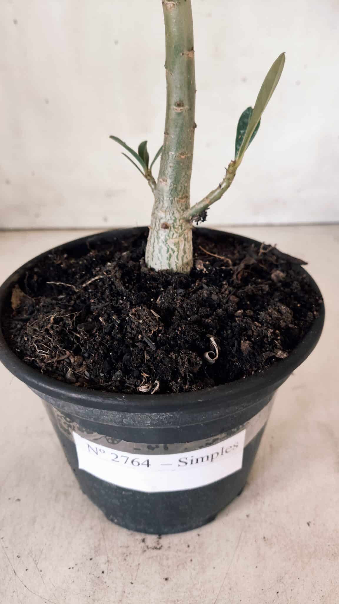 Planta Simples 2764 – 30cm – 02 anos