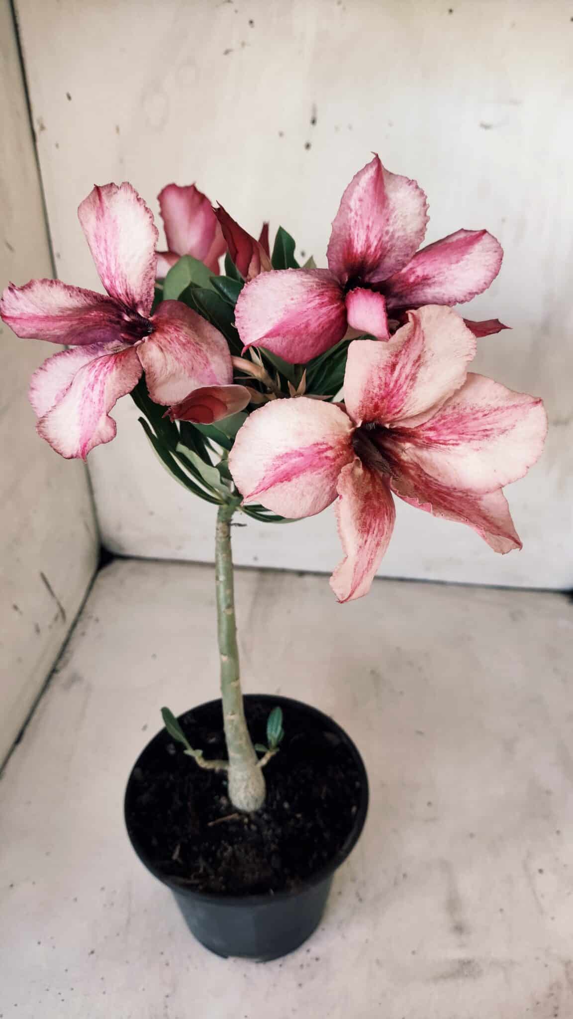 Planta Simples 2764 – 30cm – 02 anos