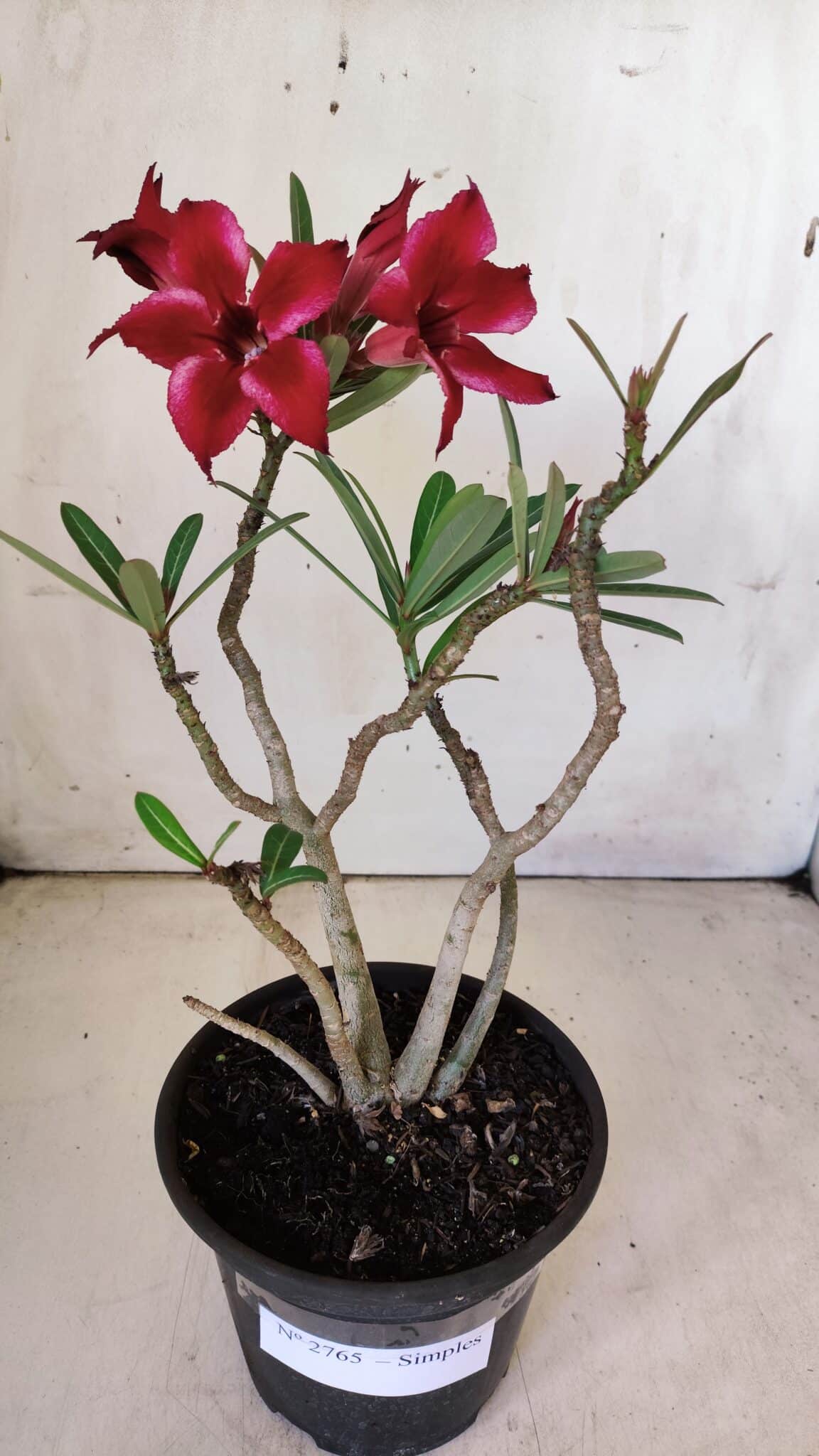 Planta Simples 2765 – 30cm – 02 anos