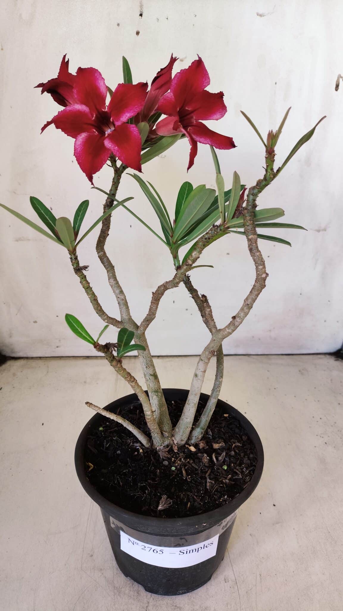 Planta Simples 2765 – 30cm – 02 anos