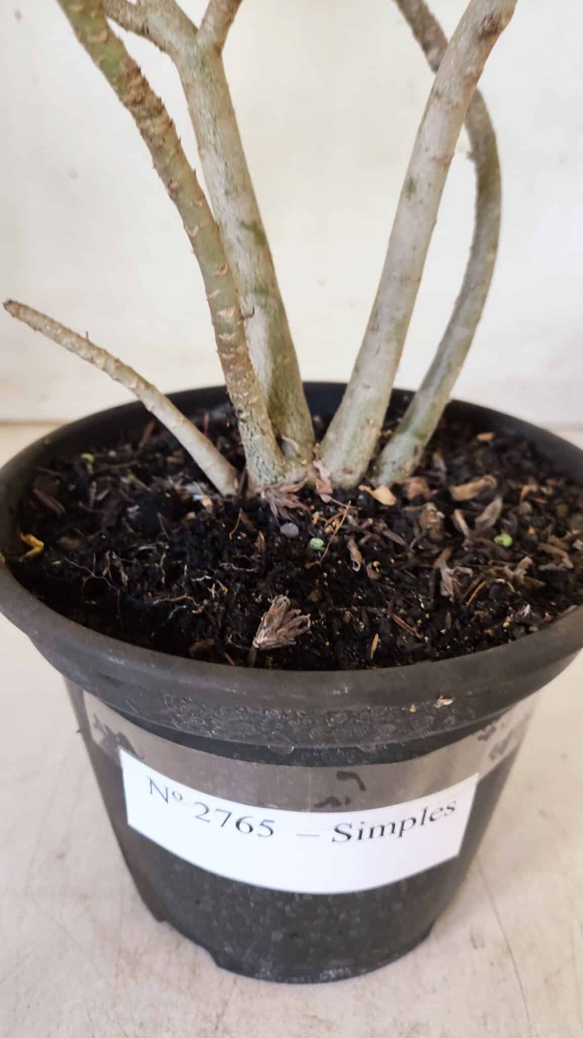 Planta Simples 2765 – 30cm – 02 anos
