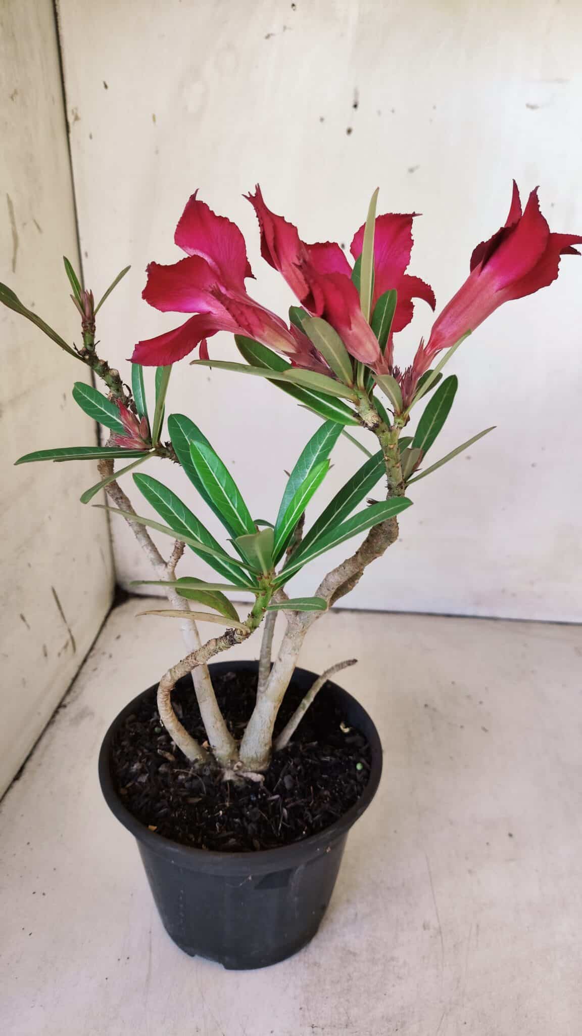 Planta Simples 2765 – 30cm – 02 anos