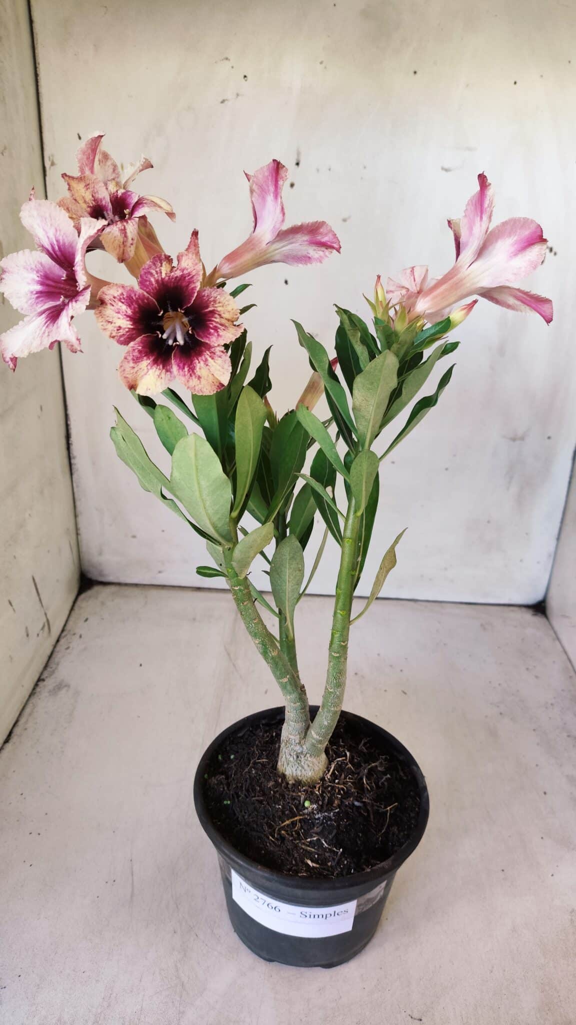 Planta Simples 2766 – 30cm – 02 anos