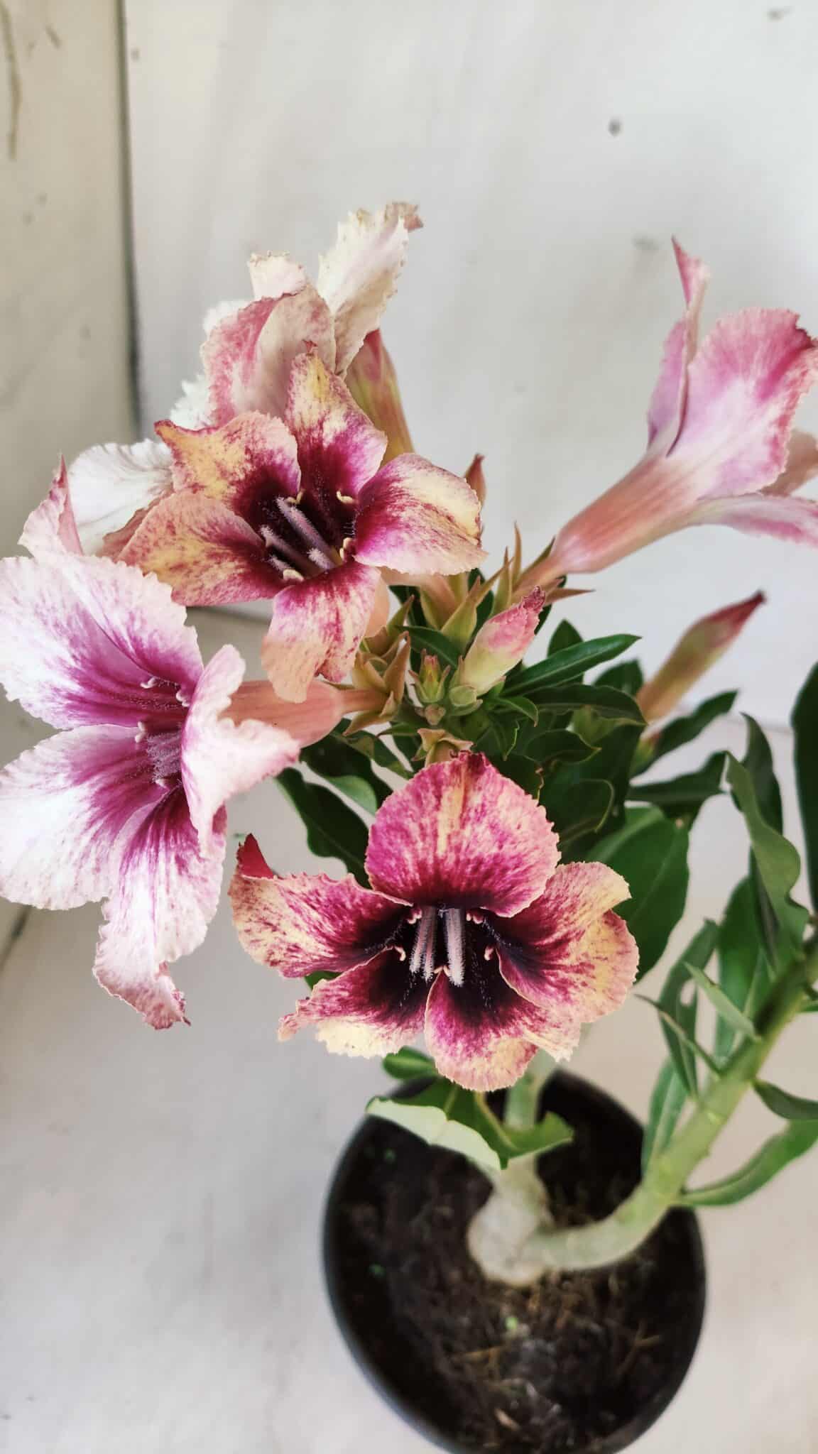 Planta Simples 2766 – 30cm – 02 anos