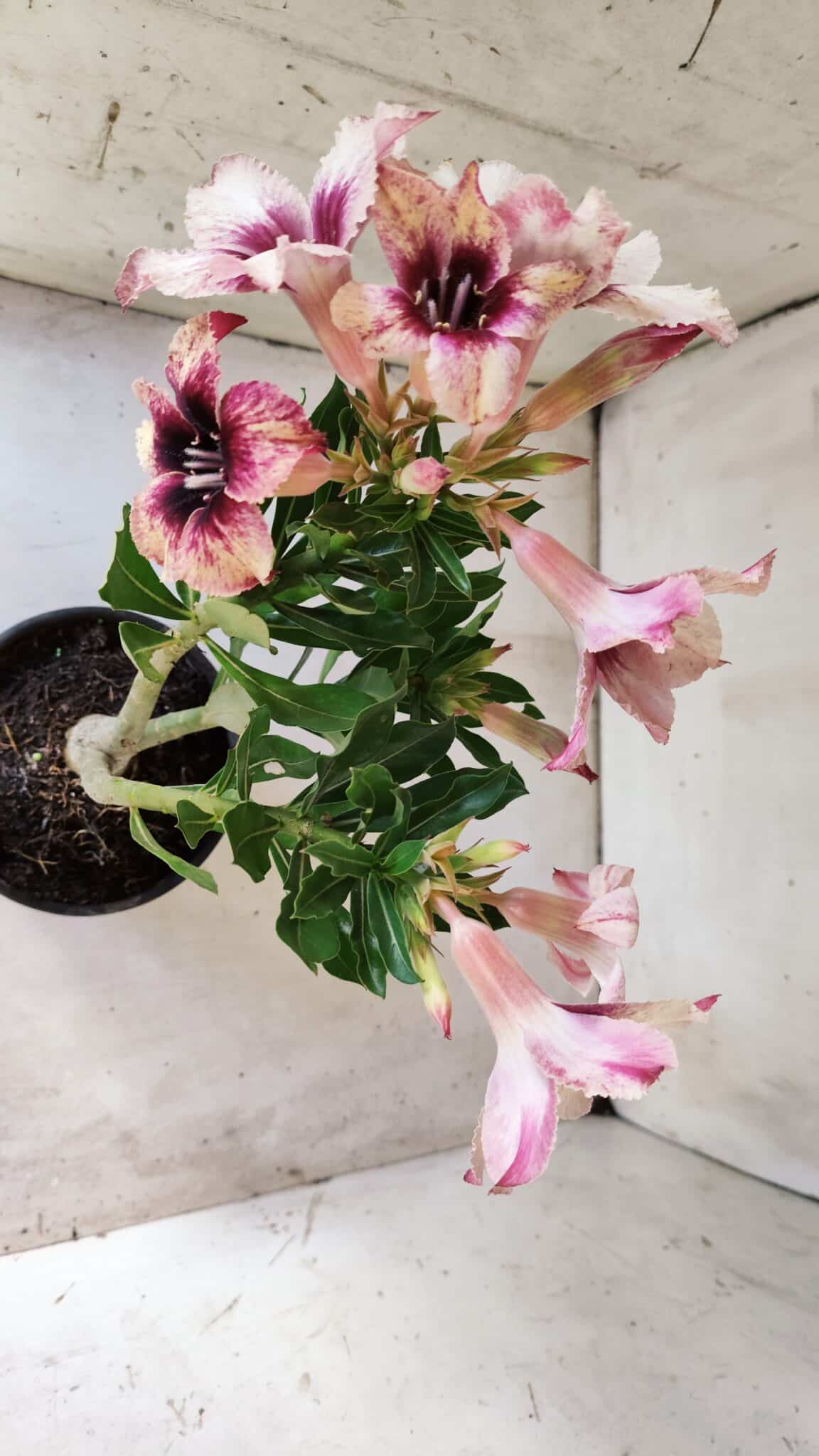 Planta Simples 2766 – 30cm – 02 anos