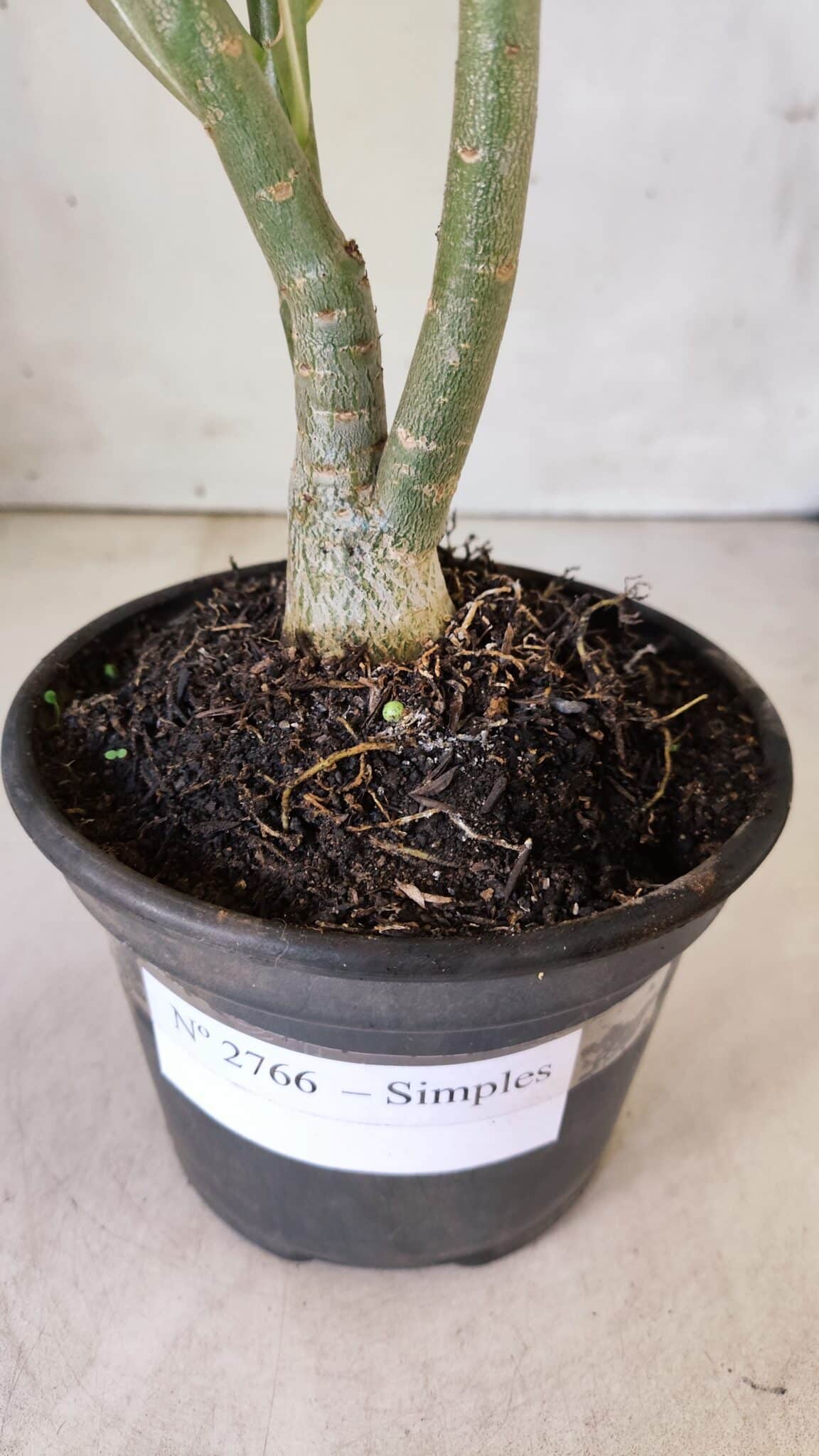 Planta Simples 2766 – 30cm – 02 anos