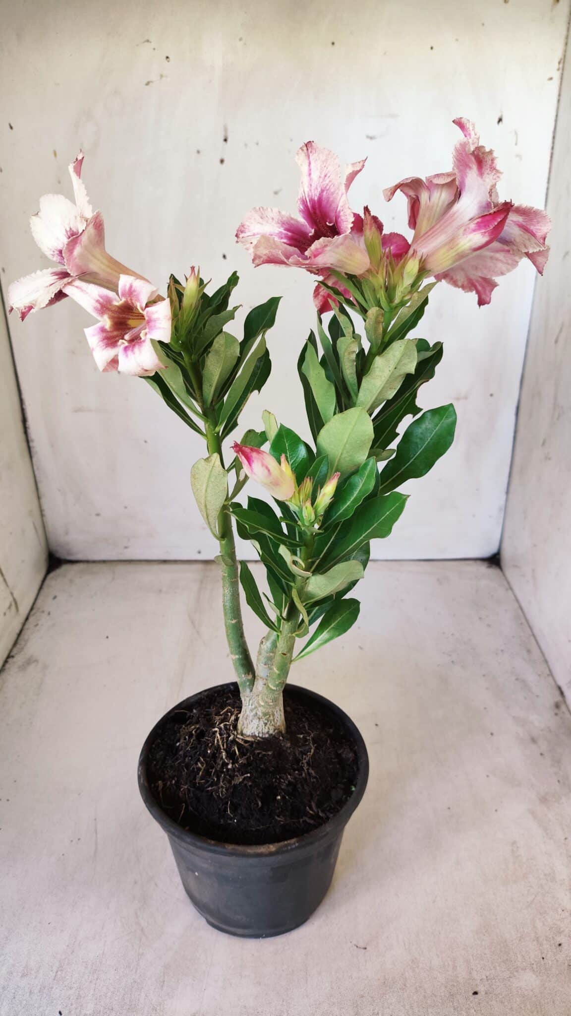 Planta Simples 2766 – 30cm – 02 anos