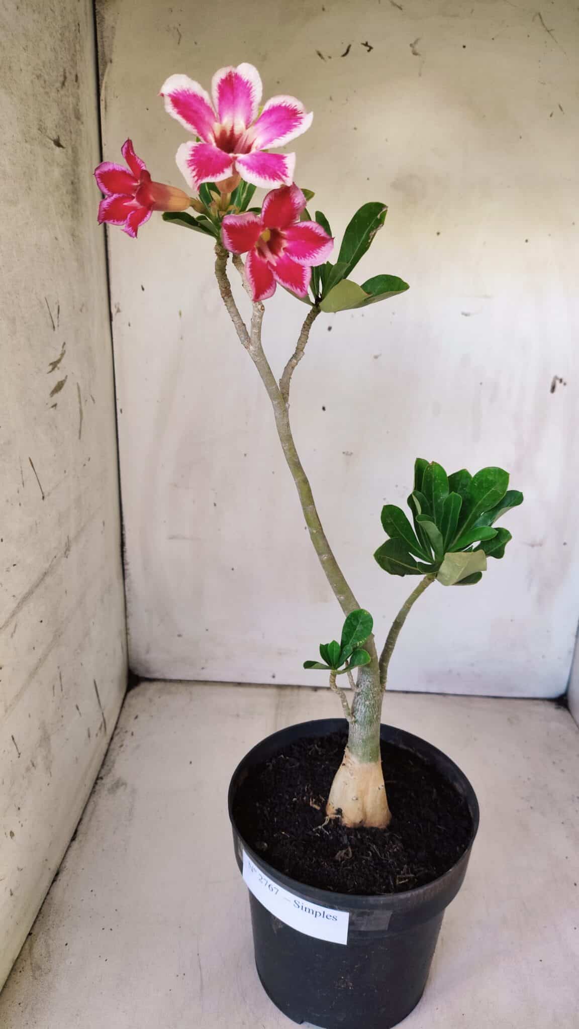 Planta Simples 2767 – 40cm – 03 anos