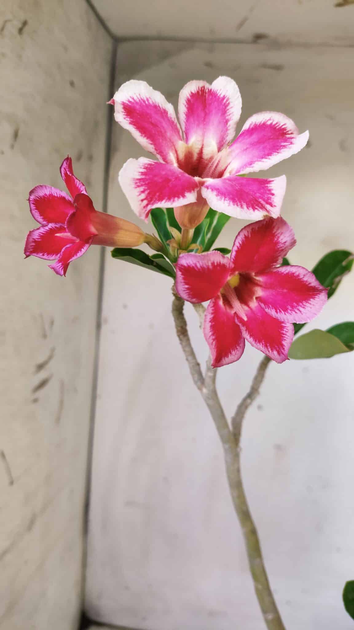 Planta Simples 2767 – 40cm – 03 anos