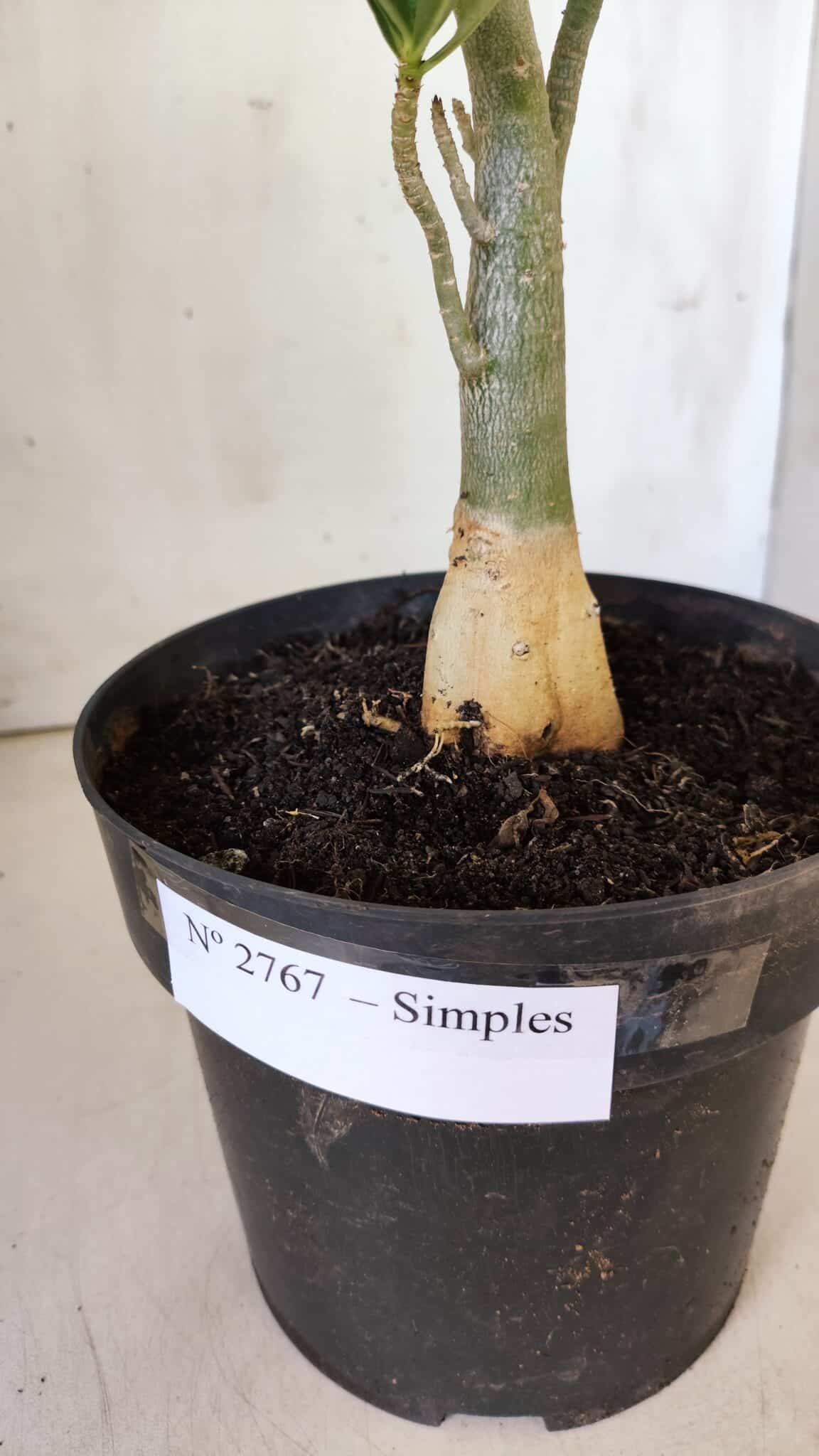 Planta Simples 2767 – 40cm – 03 anos