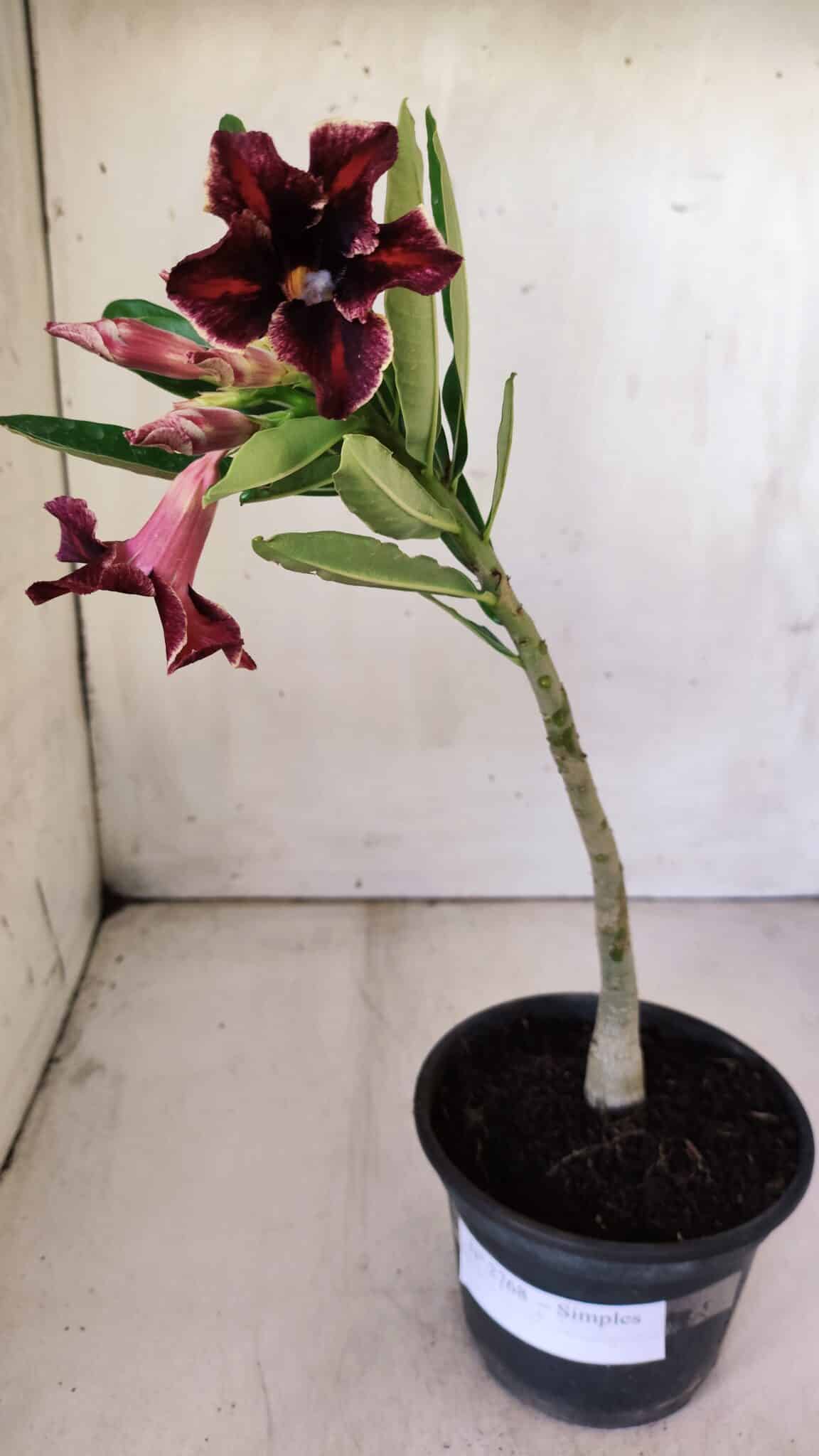 Planta Simples 2768 – 30cm – 02 anos