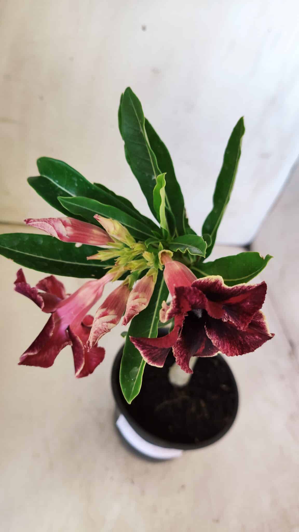 Planta Simples 2768 – 30cm – 02 anos