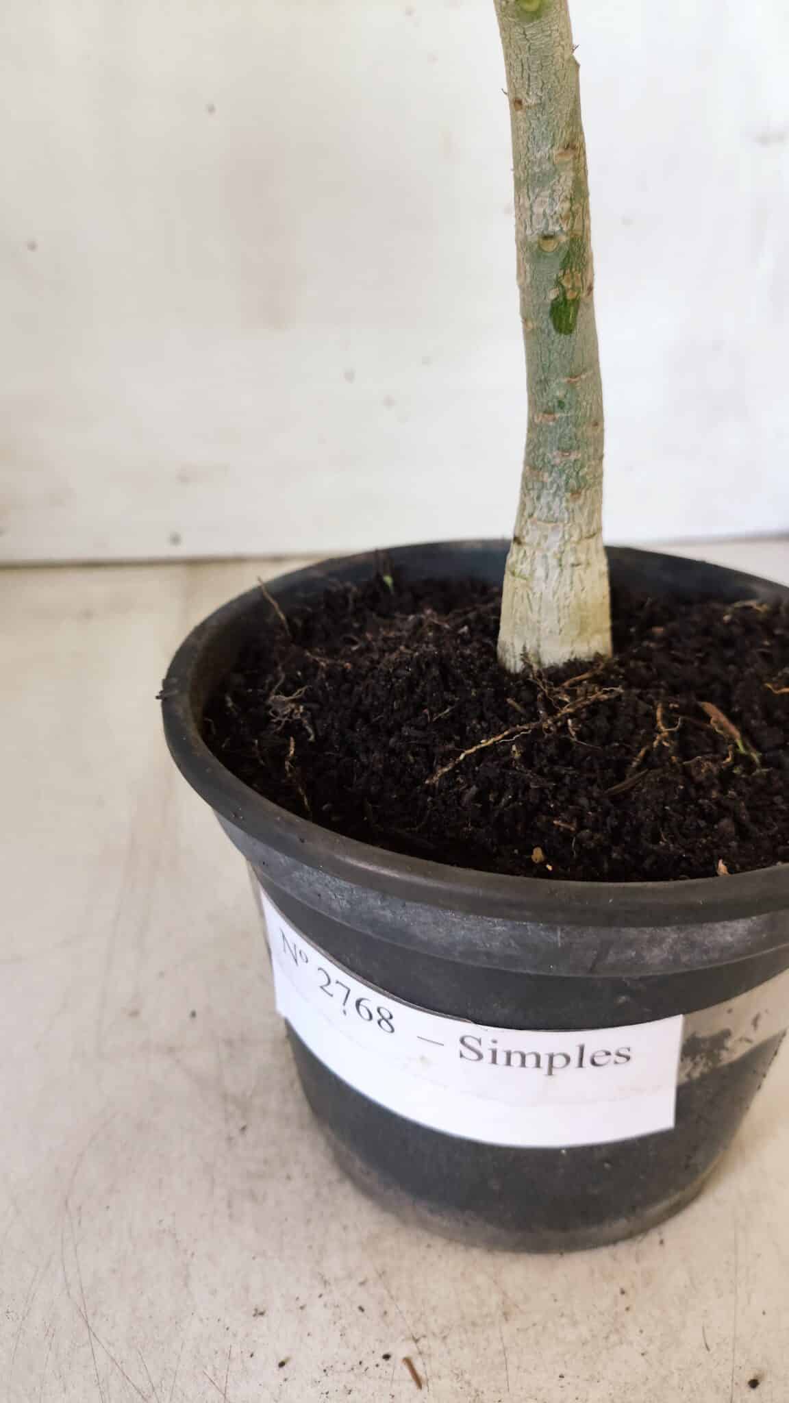 Planta Simples 2768 – 30cm – 02 anos