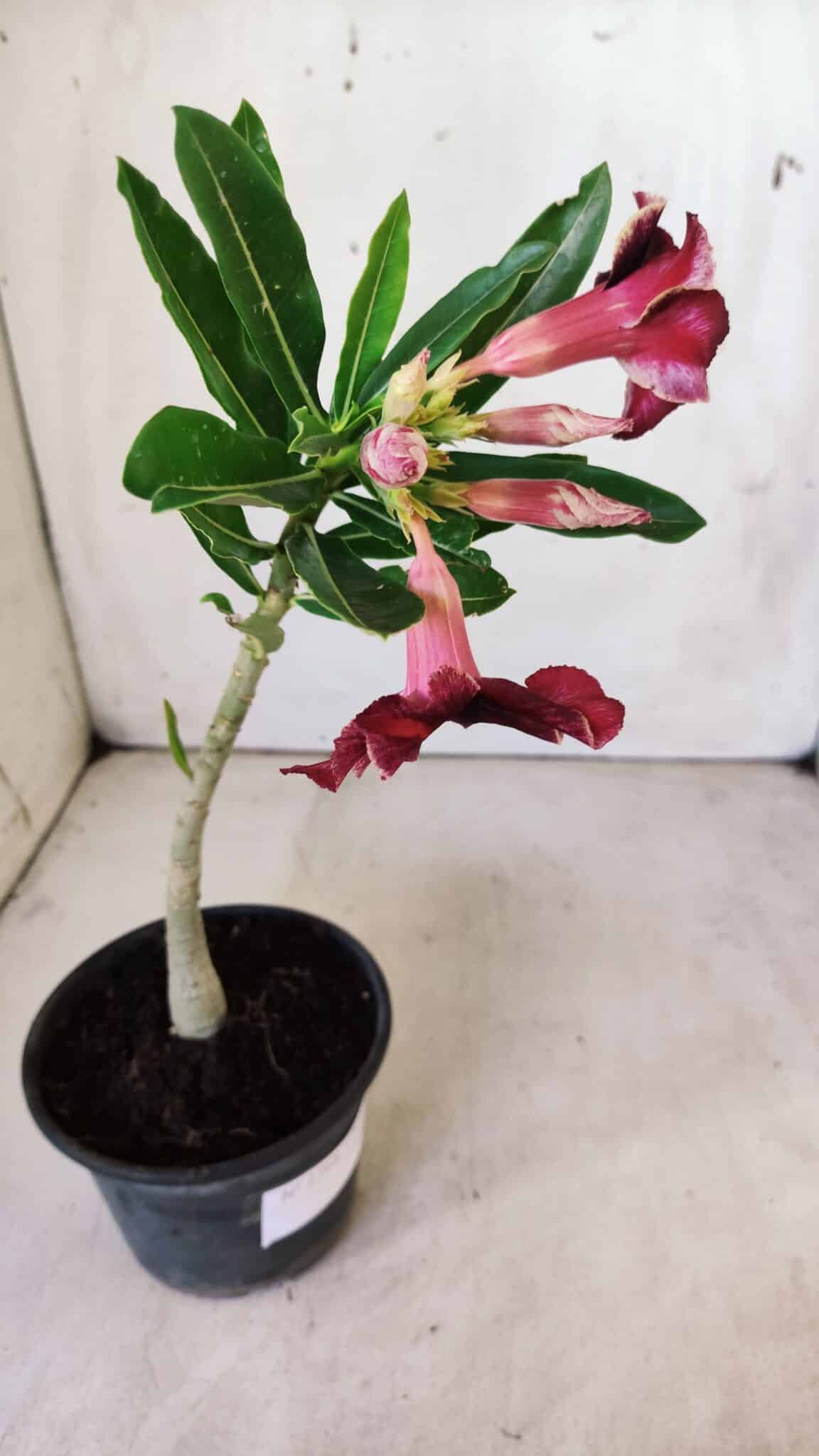 Planta Simples 2768 – 30cm – 02 anos