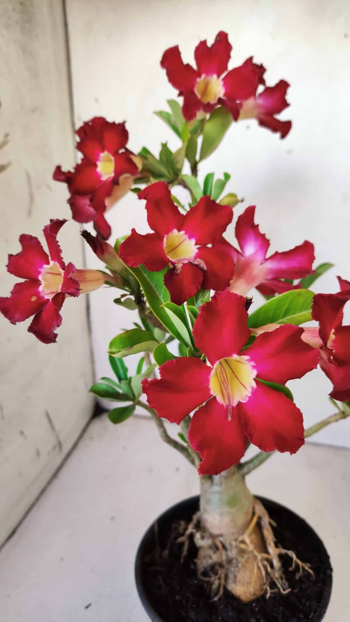 Planta Simples 2769 – 35cm – 03 anos
