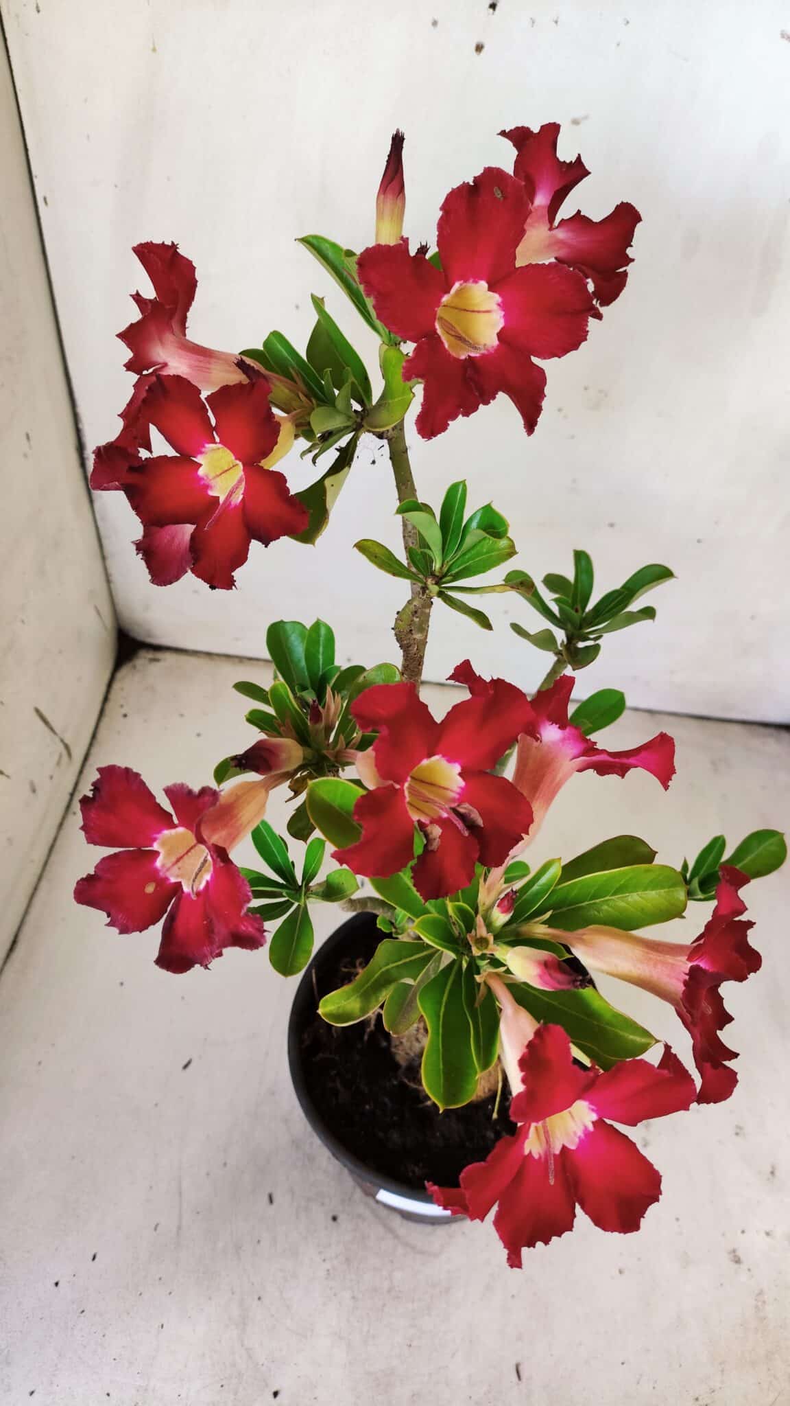 Planta Simples 2769 – 35cm – 03 anos