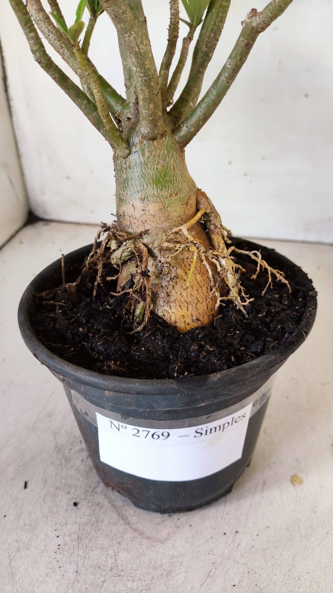 Planta Simples 2769 – 35cm – 03 anos