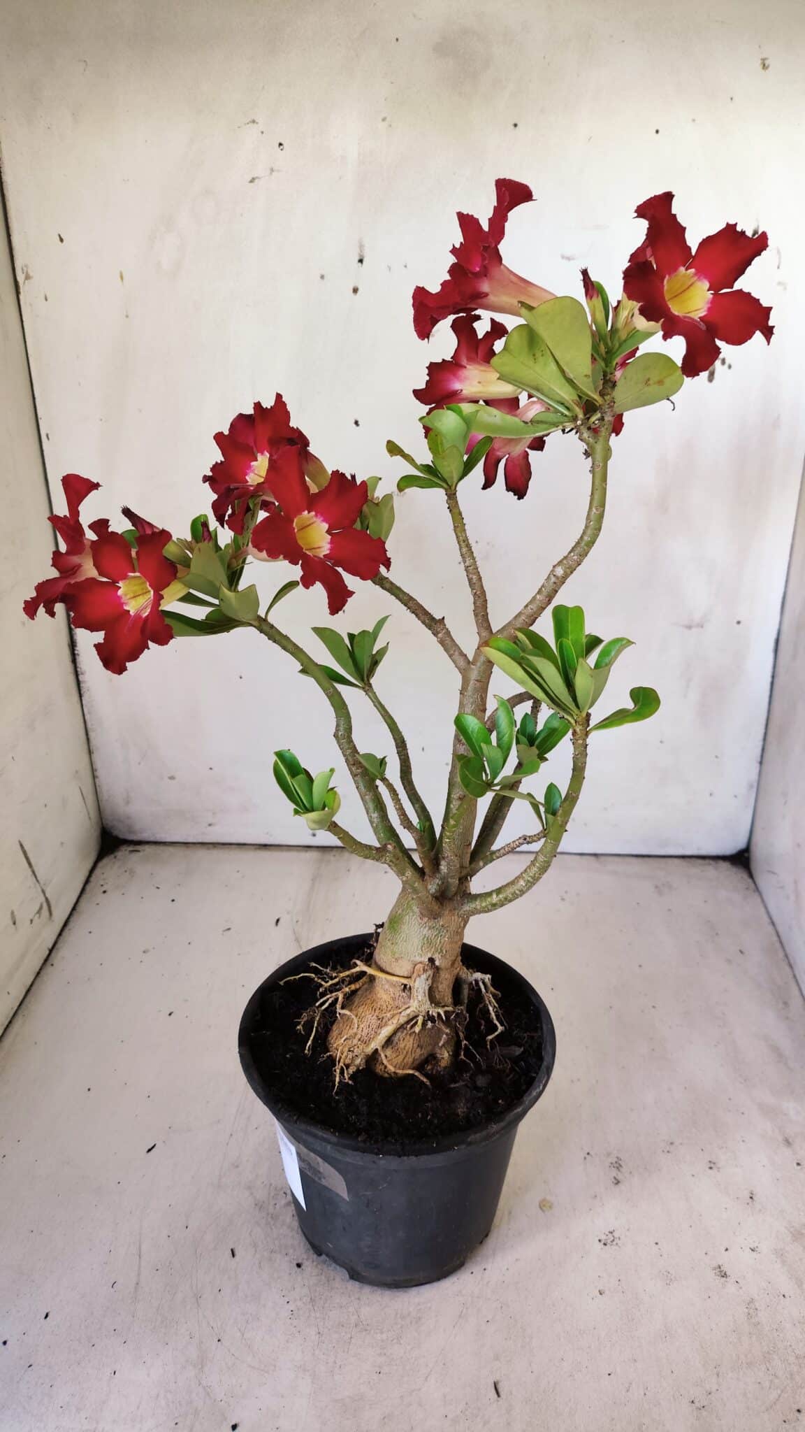 Planta Simples 2769 – 35cm – 03 anos