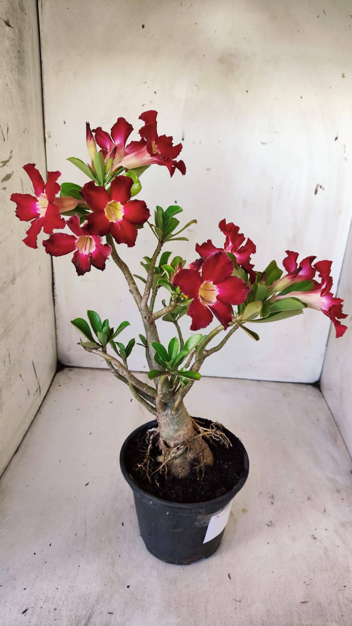 Planta Simples 2769 – 35cm – 03 anos