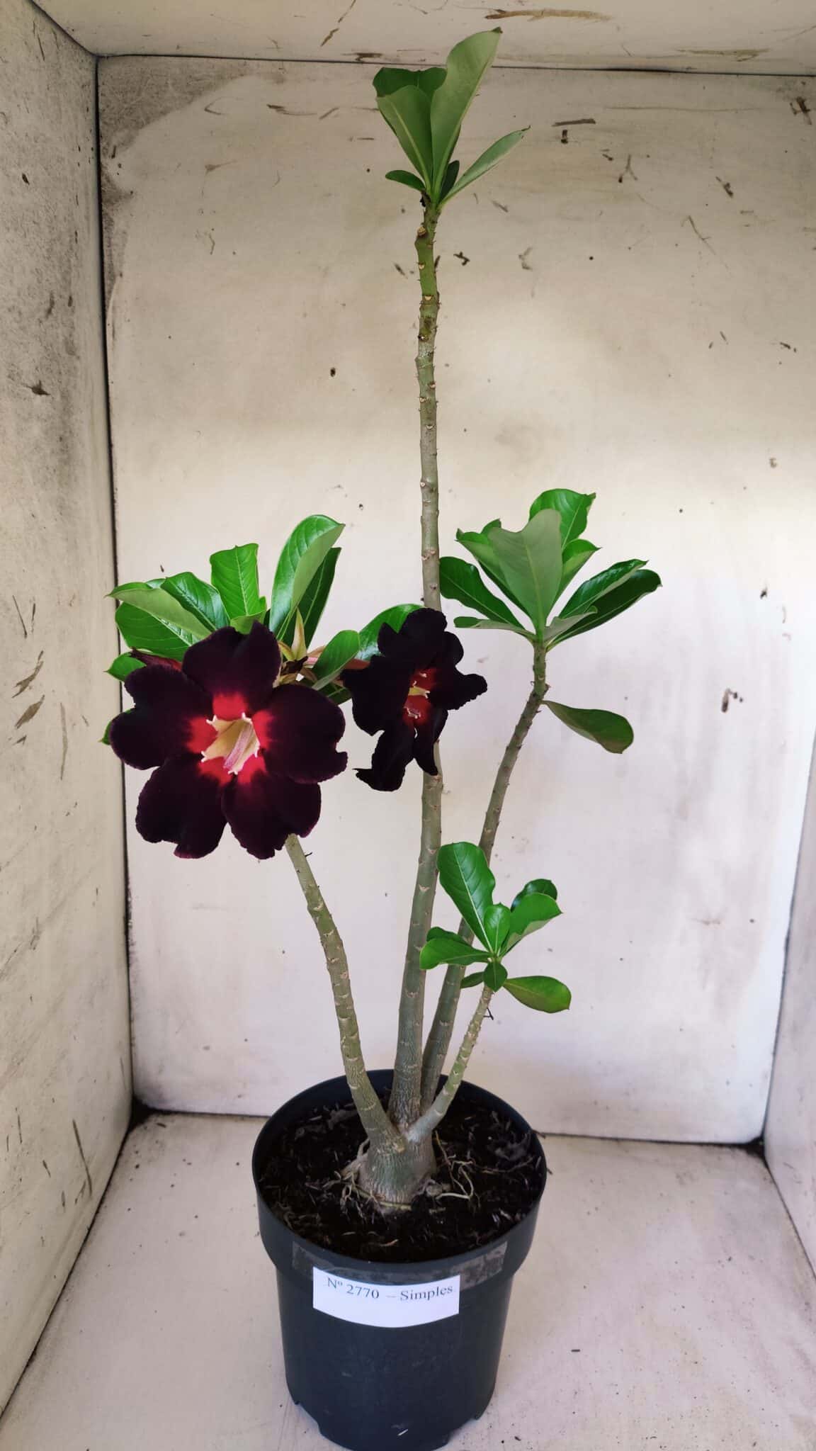 Planta Simples 2770 – 40cm – 03 anos