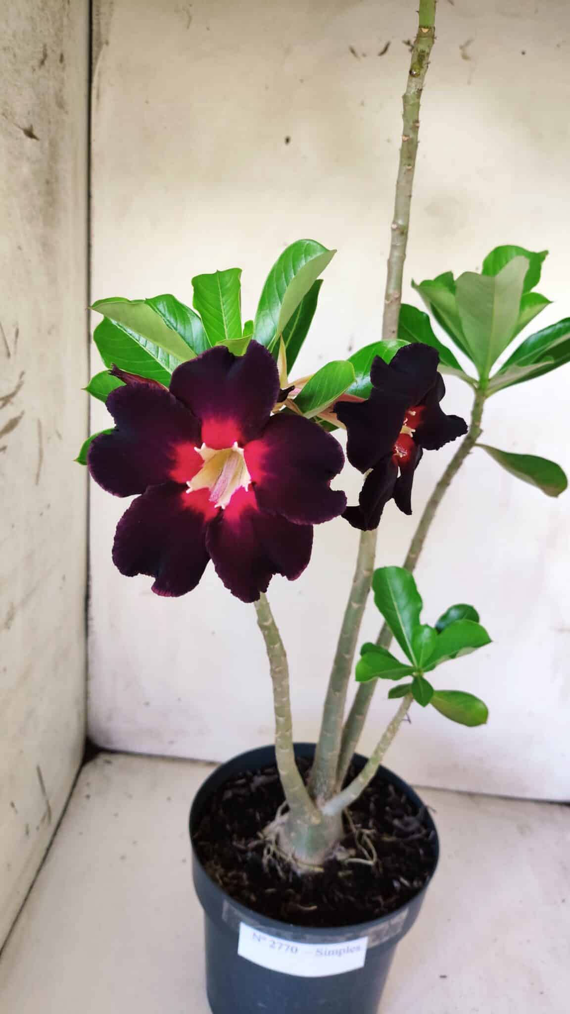 Planta Simples 2770 – 40cm – 03 anos