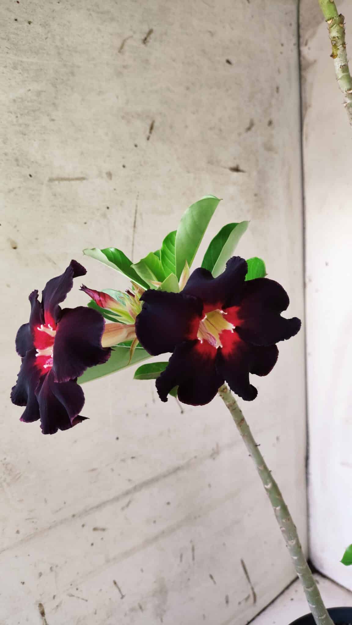 Planta Simples 2770 – 40cm – 03 anos