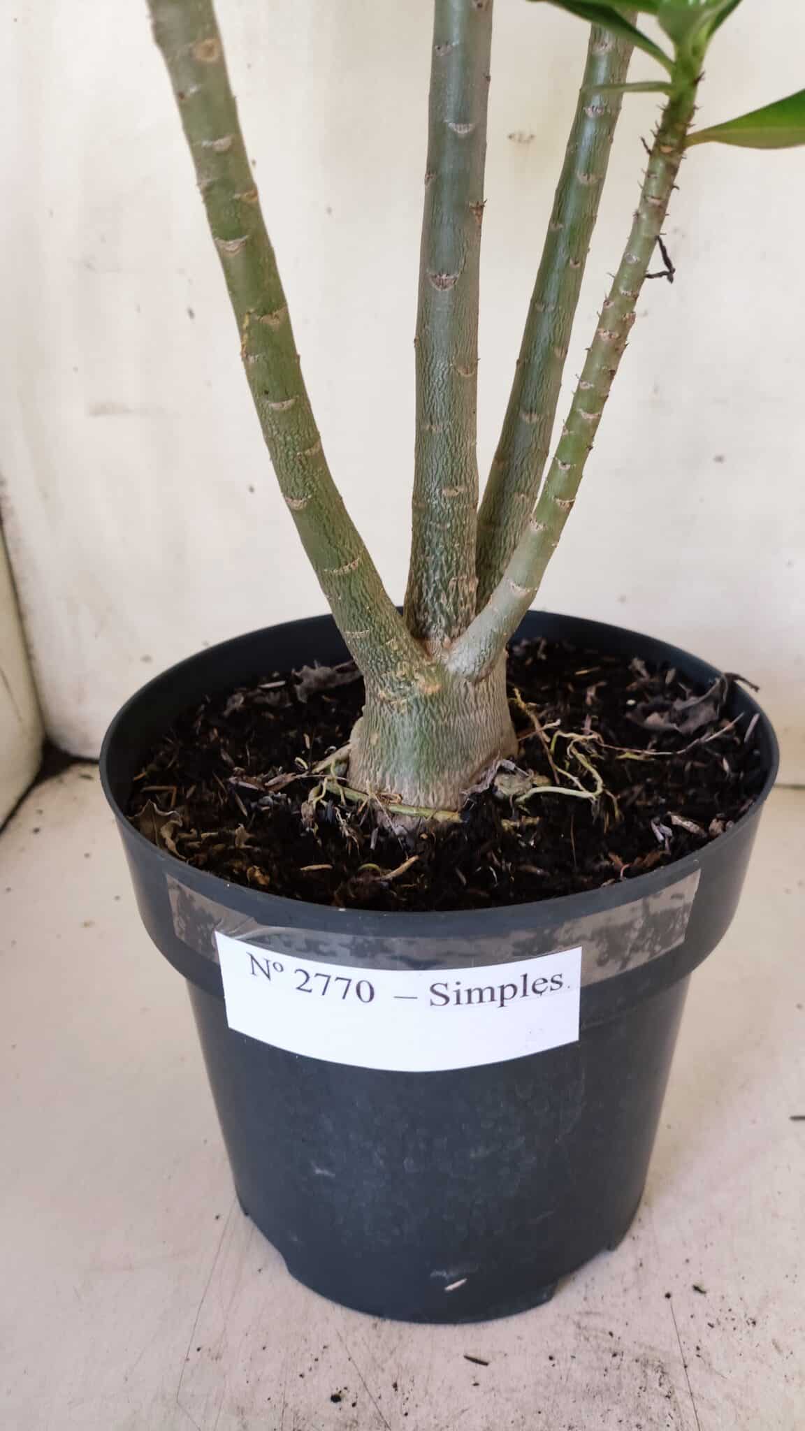 Planta Simples 2770 – 40cm – 03 anos