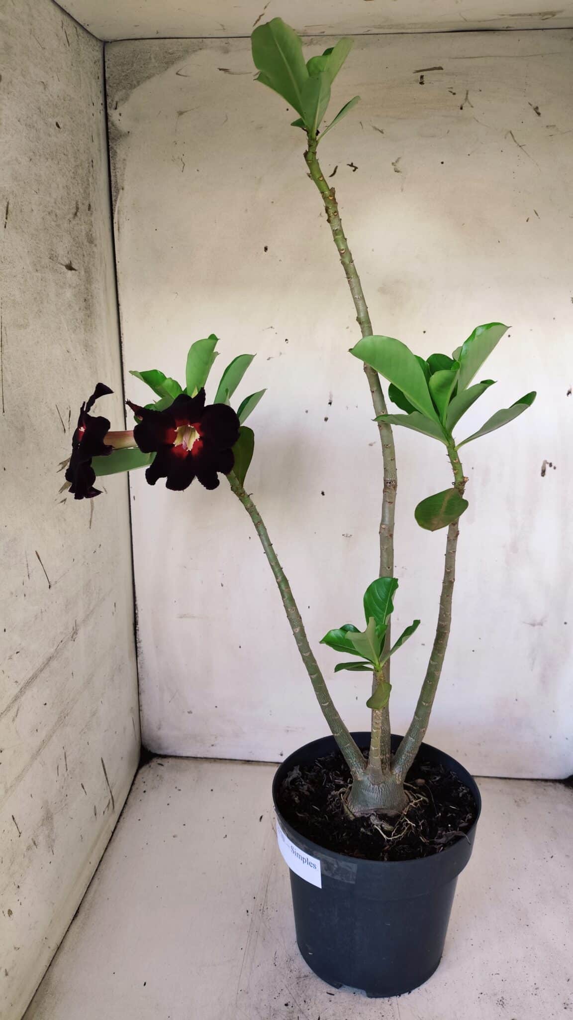 Planta Simples 2770 – 40cm – 03 anos