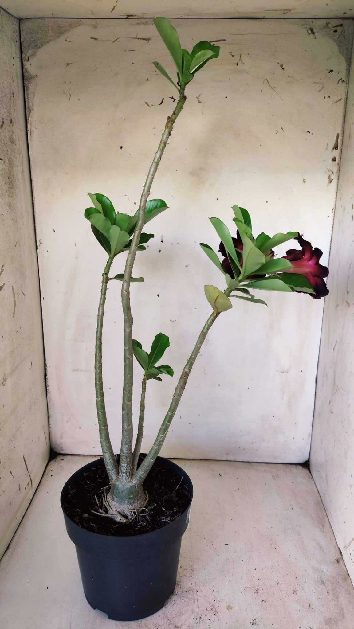 Planta Simples 2770 – 40cm – 03 anos