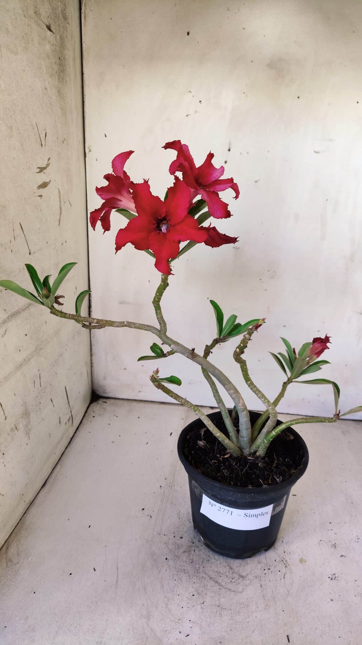 Planta Simples 2771 – 30cm – 02 anos