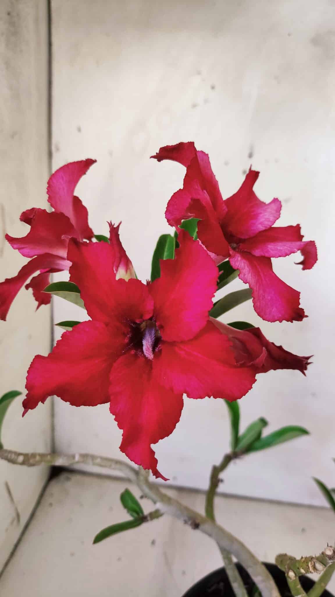 Planta Simples 2771 – 30cm – 02 anos