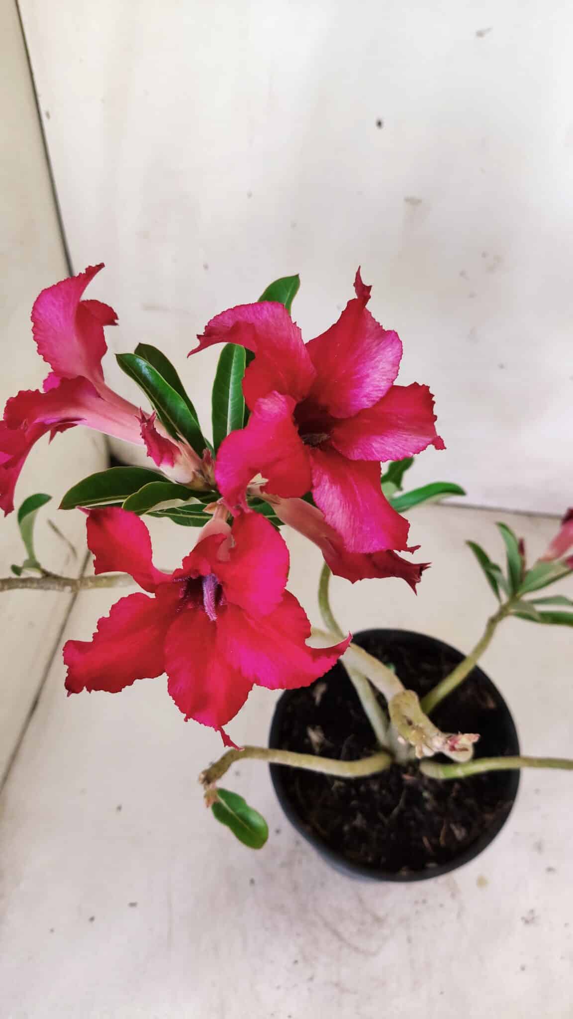 Planta Simples 2771 – 30cm – 02 anos
