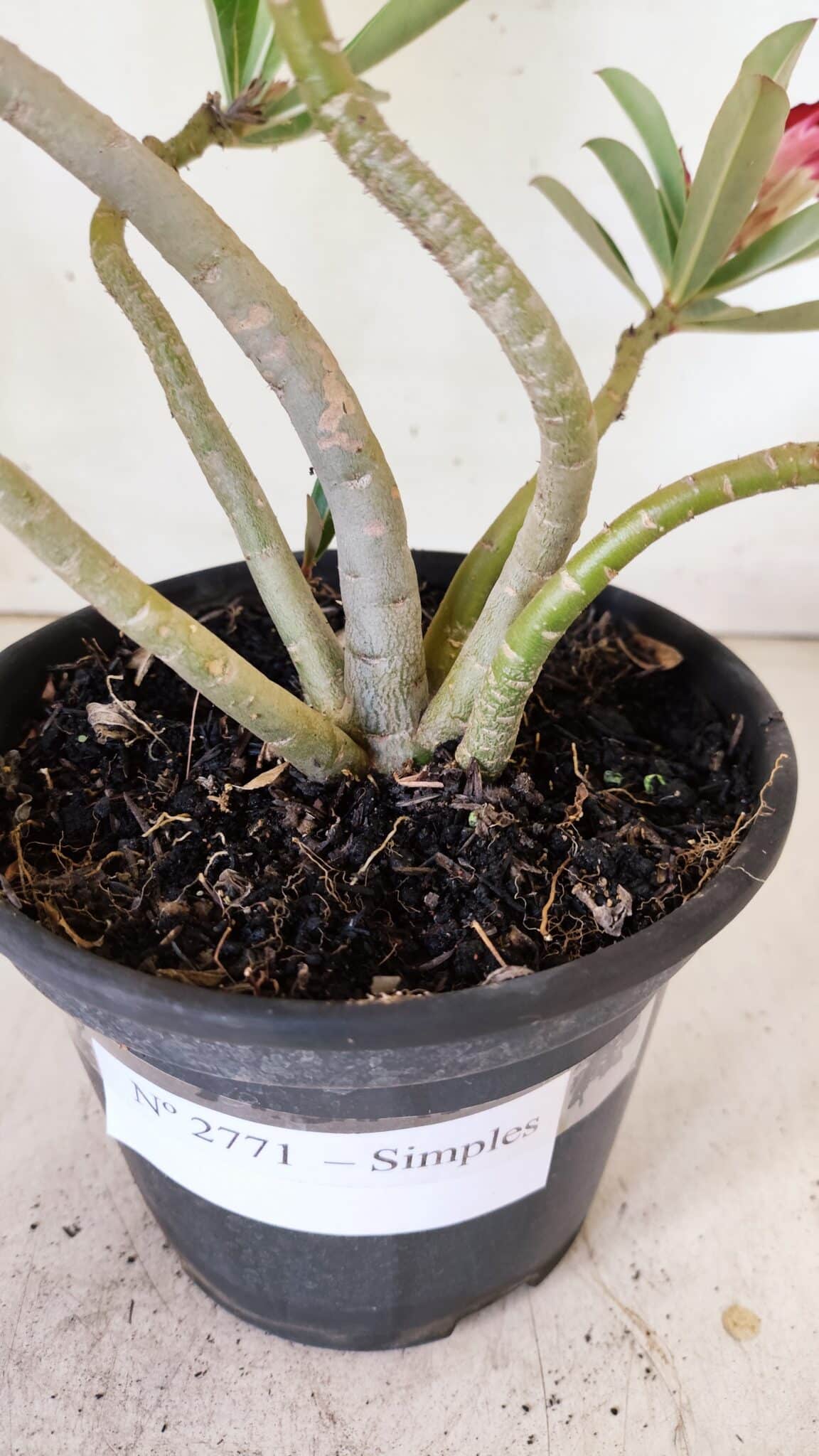 Planta Simples 2771 – 30cm – 02 anos