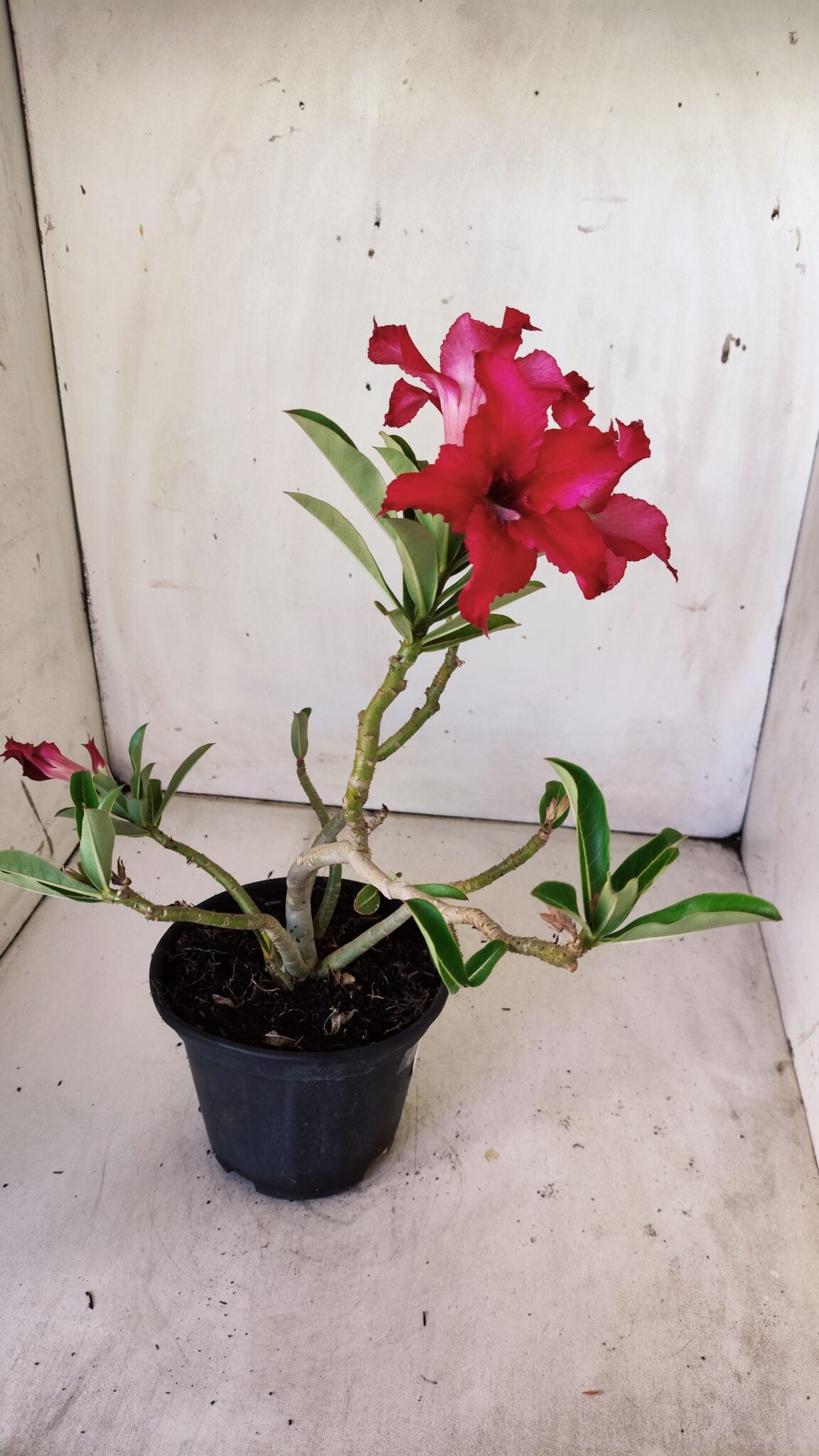 Planta Simples 2771 – 30cm – 02 anos