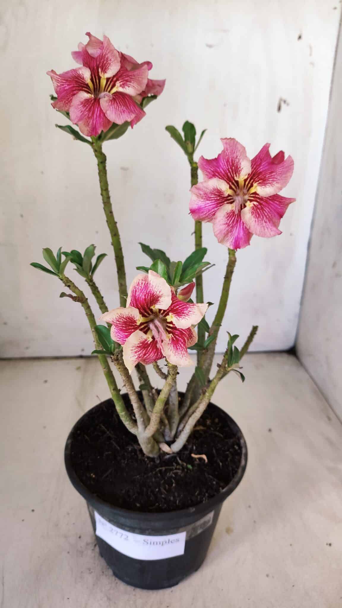 Planta Simples 2772 – 30cm – 02 anos