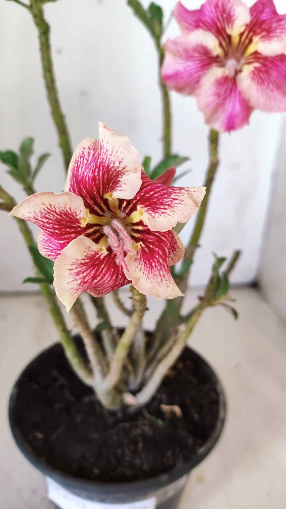 Planta Simples 2772 – 30cm – 02 anos