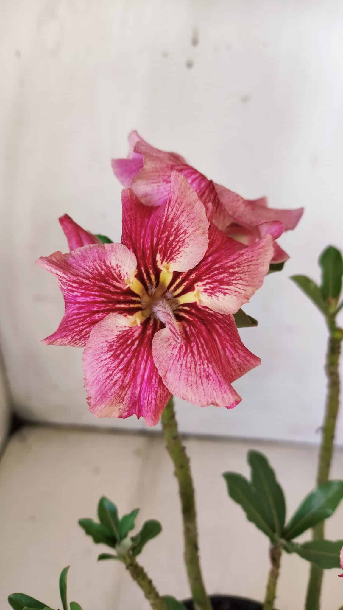 Planta Simples 2772 – 30cm – 02 anos
